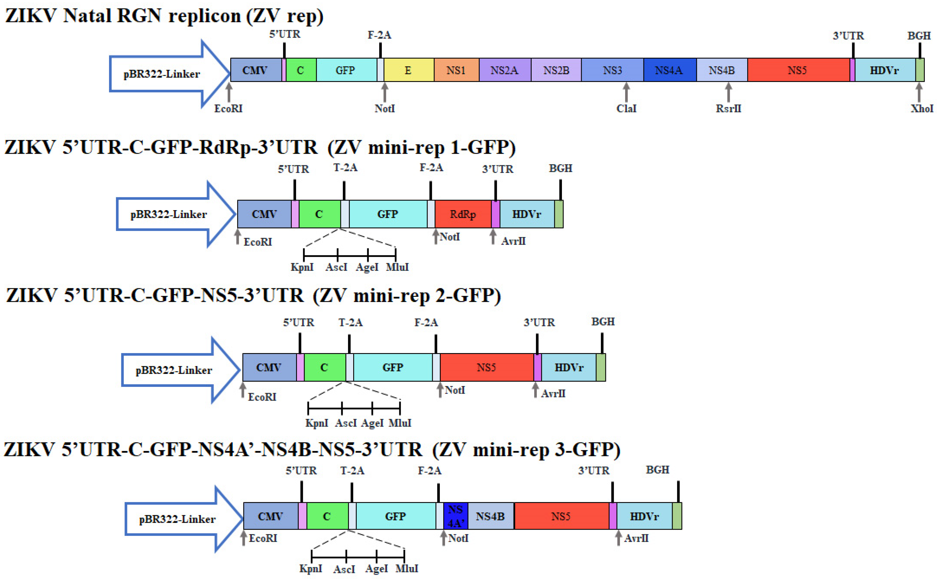 Viruses 15 01762 g001 Viruses 15 01762 g001