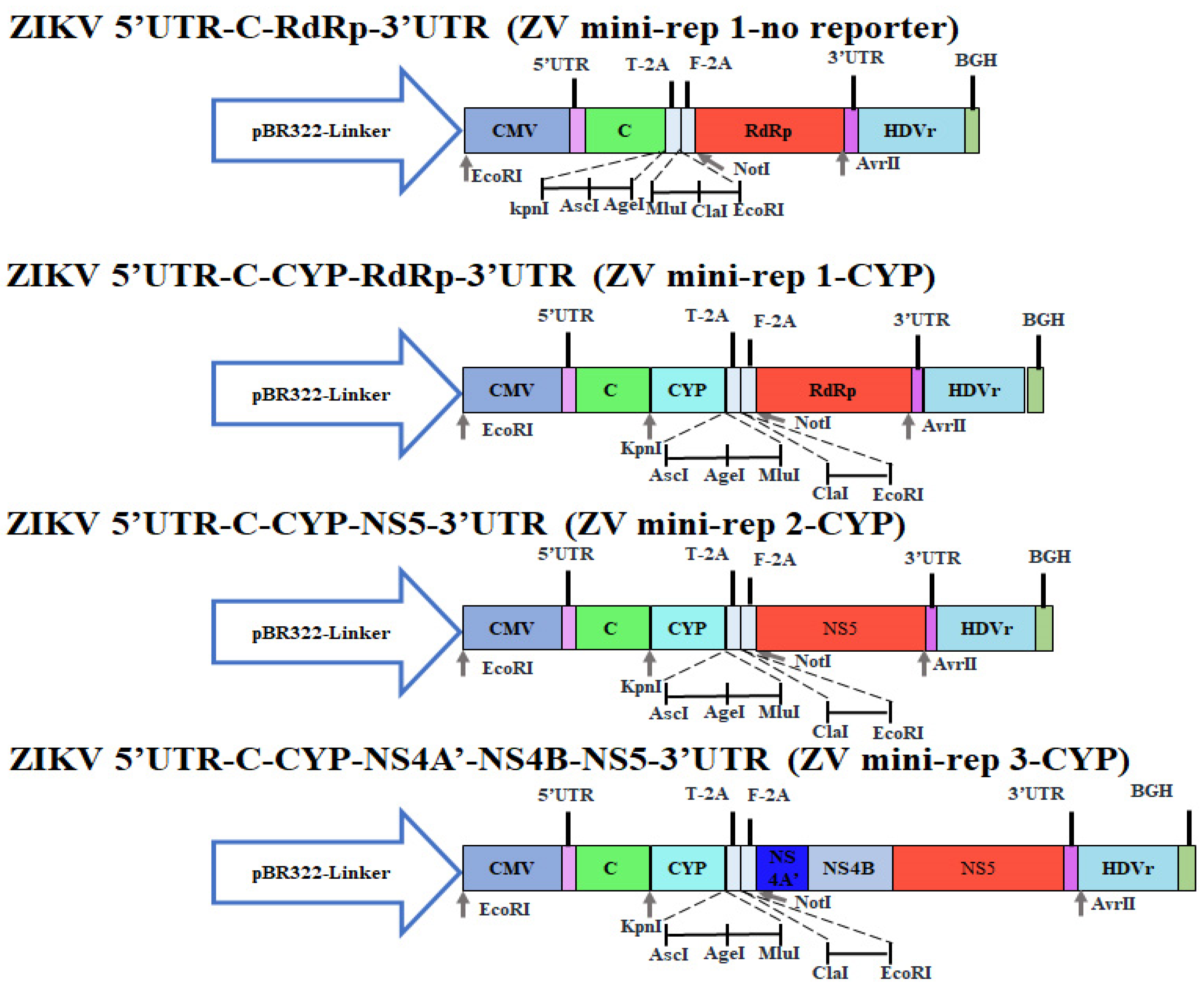 Viruses 15 01762 g003 Viruses 15 01762 g003