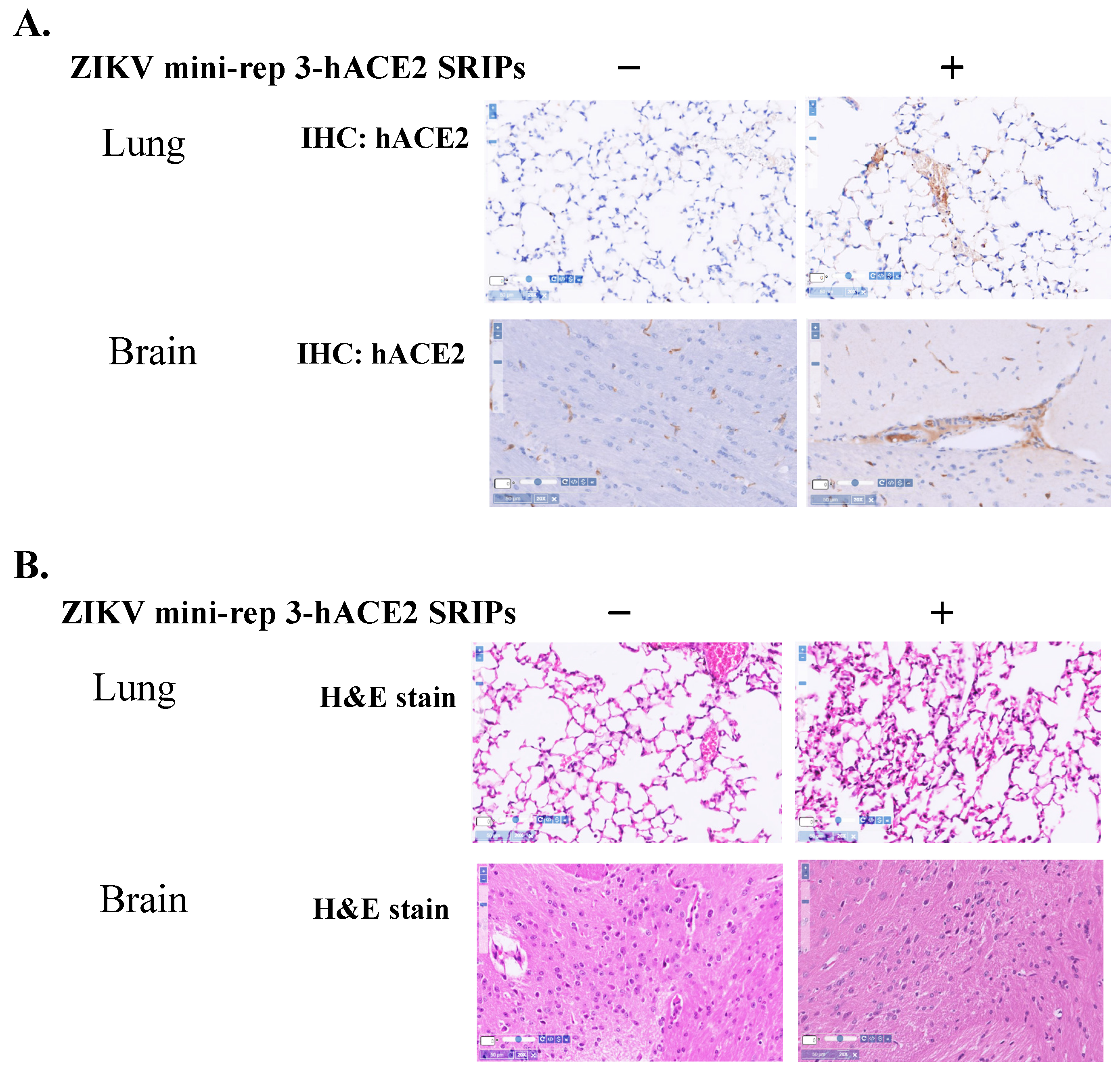 Viruses 15 01762 g008 Viruses 15 01762 g008