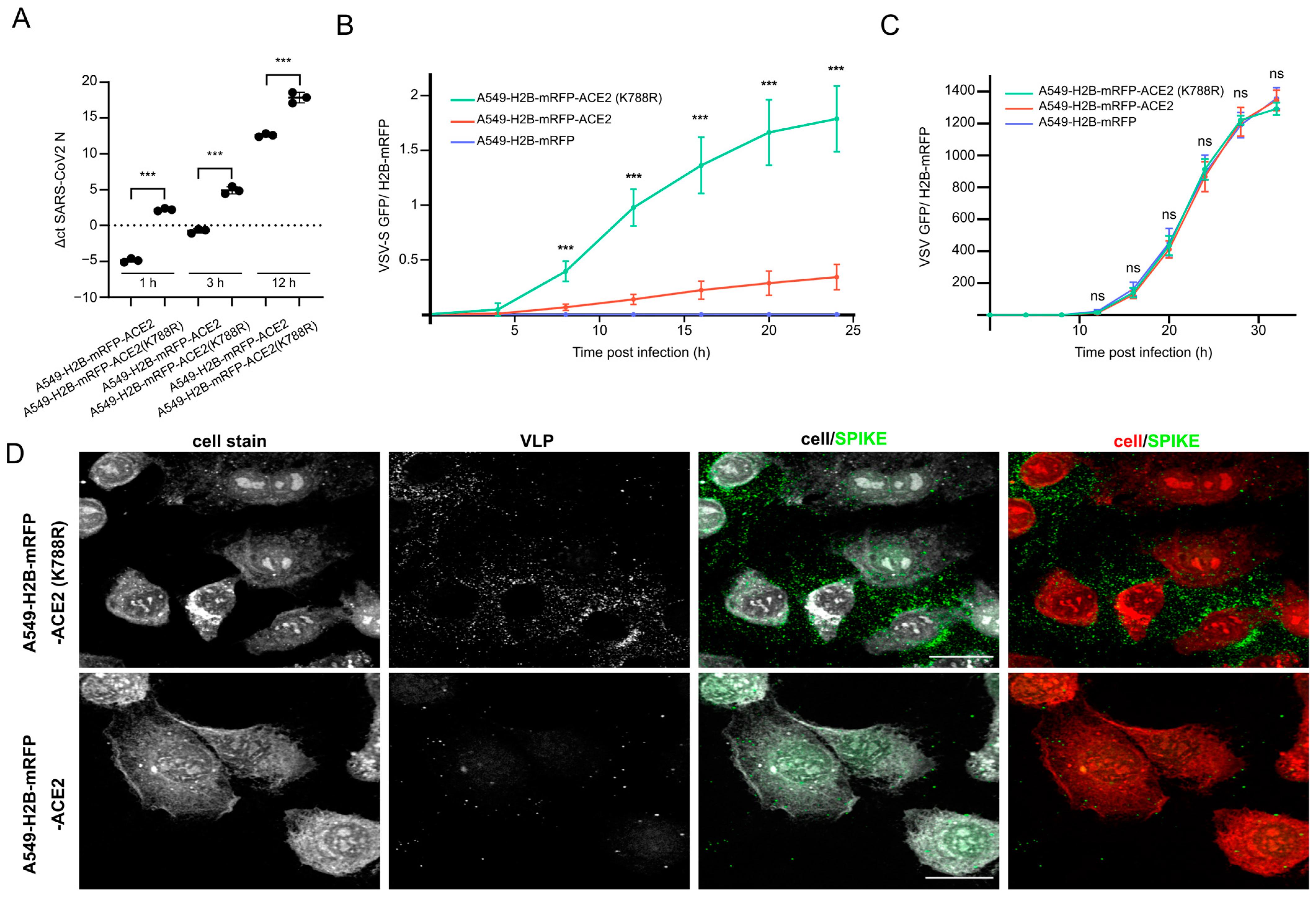 Viruses 15 01763 g004