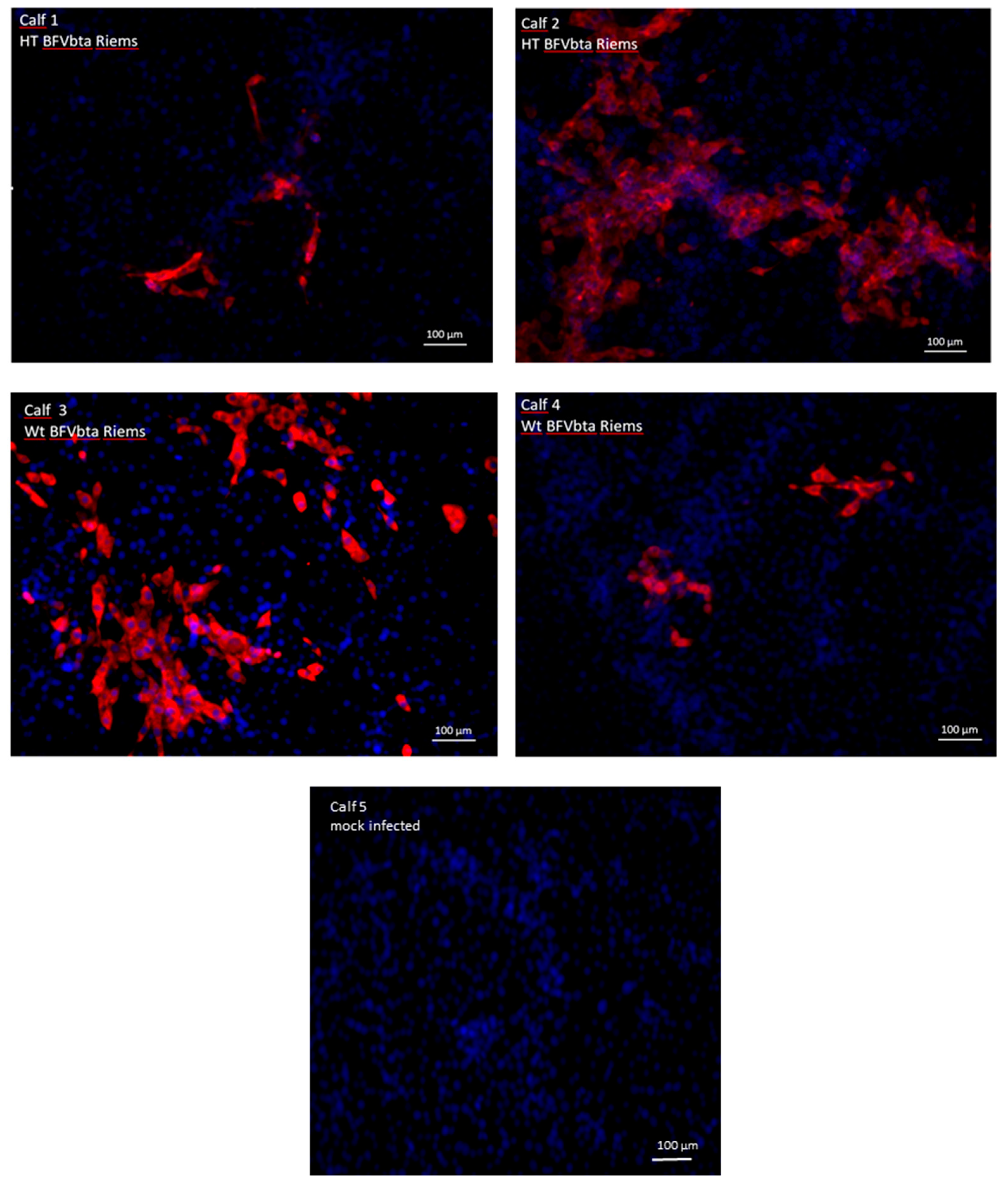 Viruses 15 01772 g003