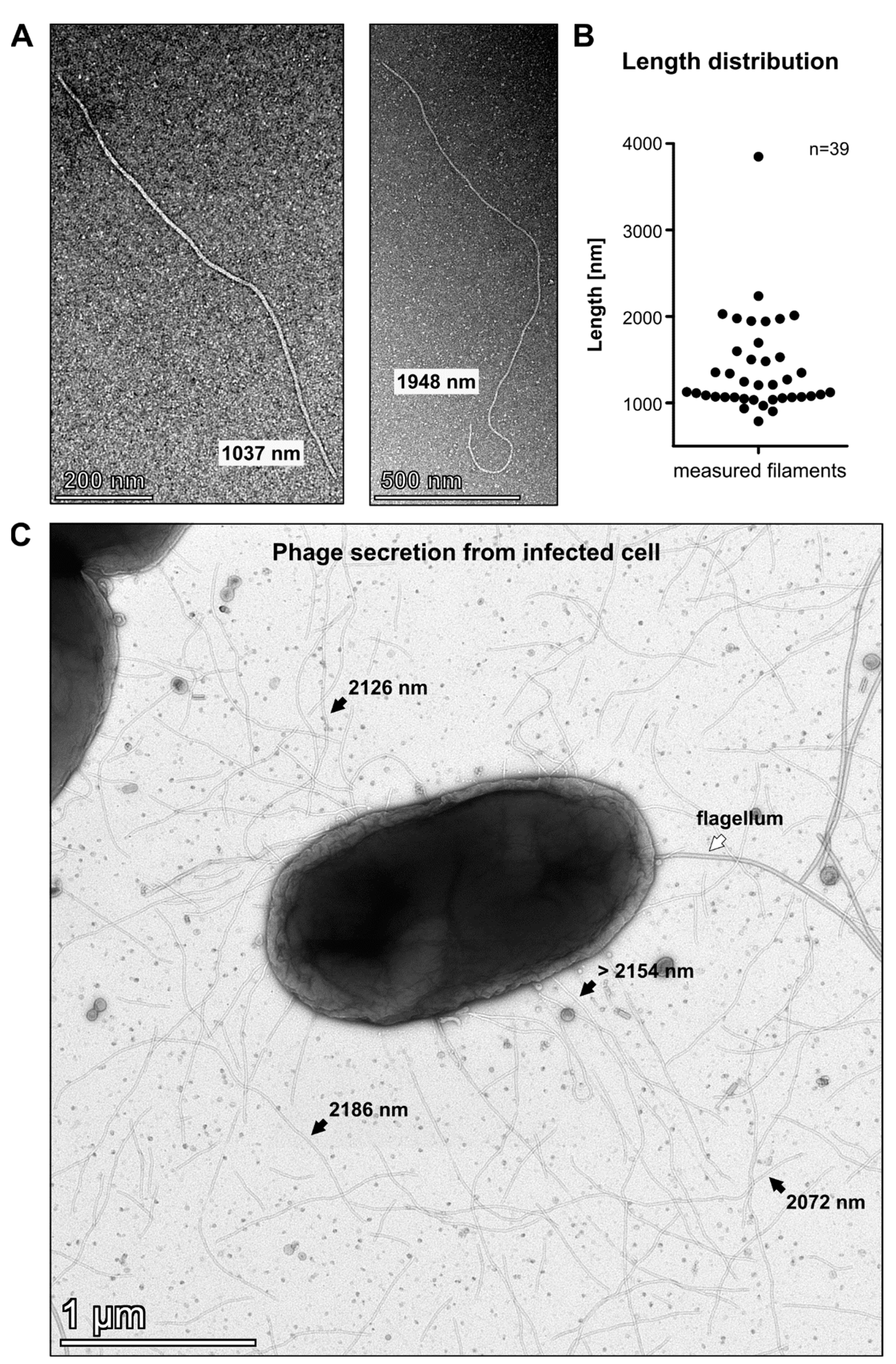 Viruses 15 01781 g001