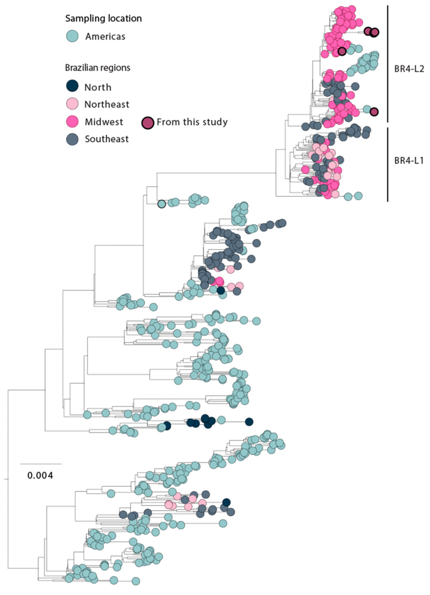 Viruses 15 01790 g004