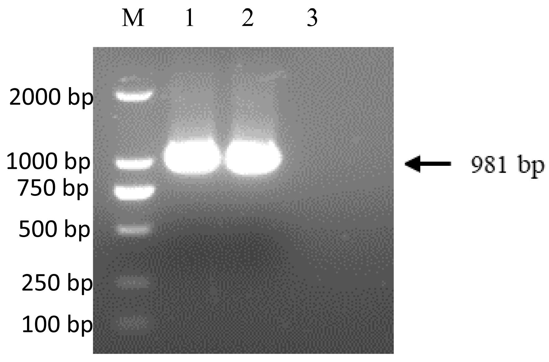 Viruses 15 01800 g001