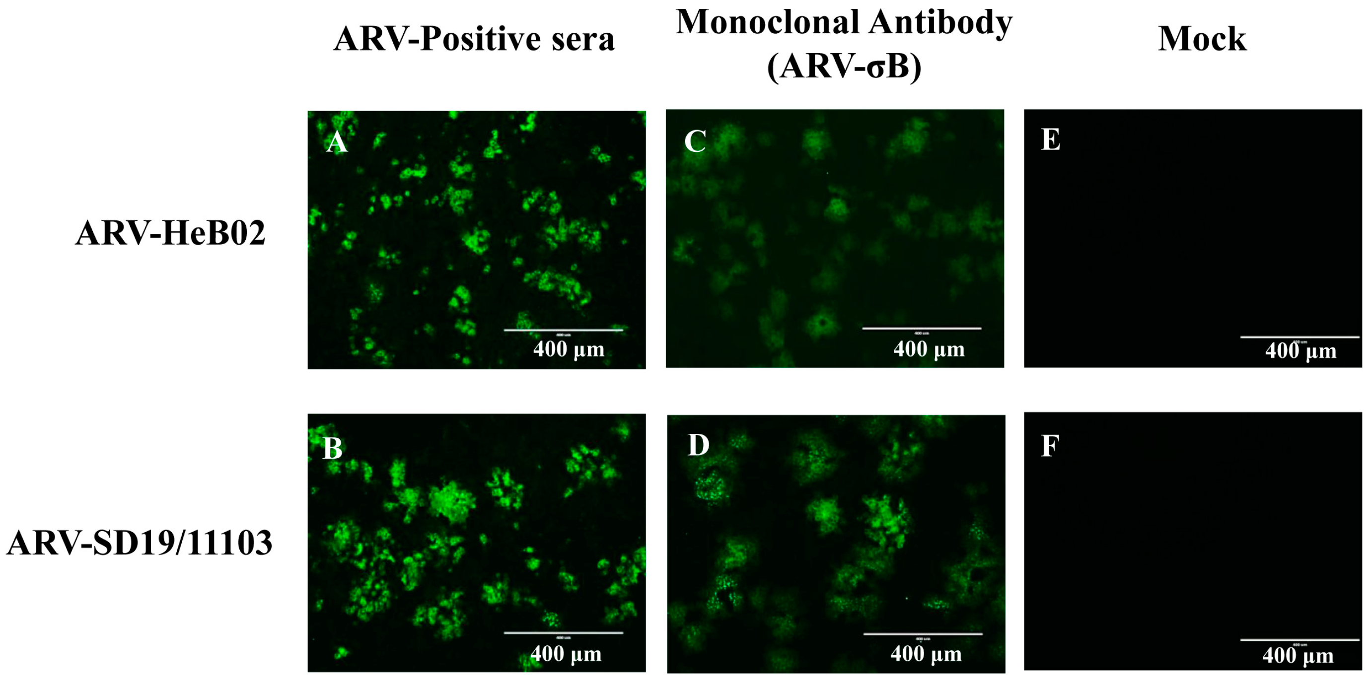 Viruses 15 01800 g002