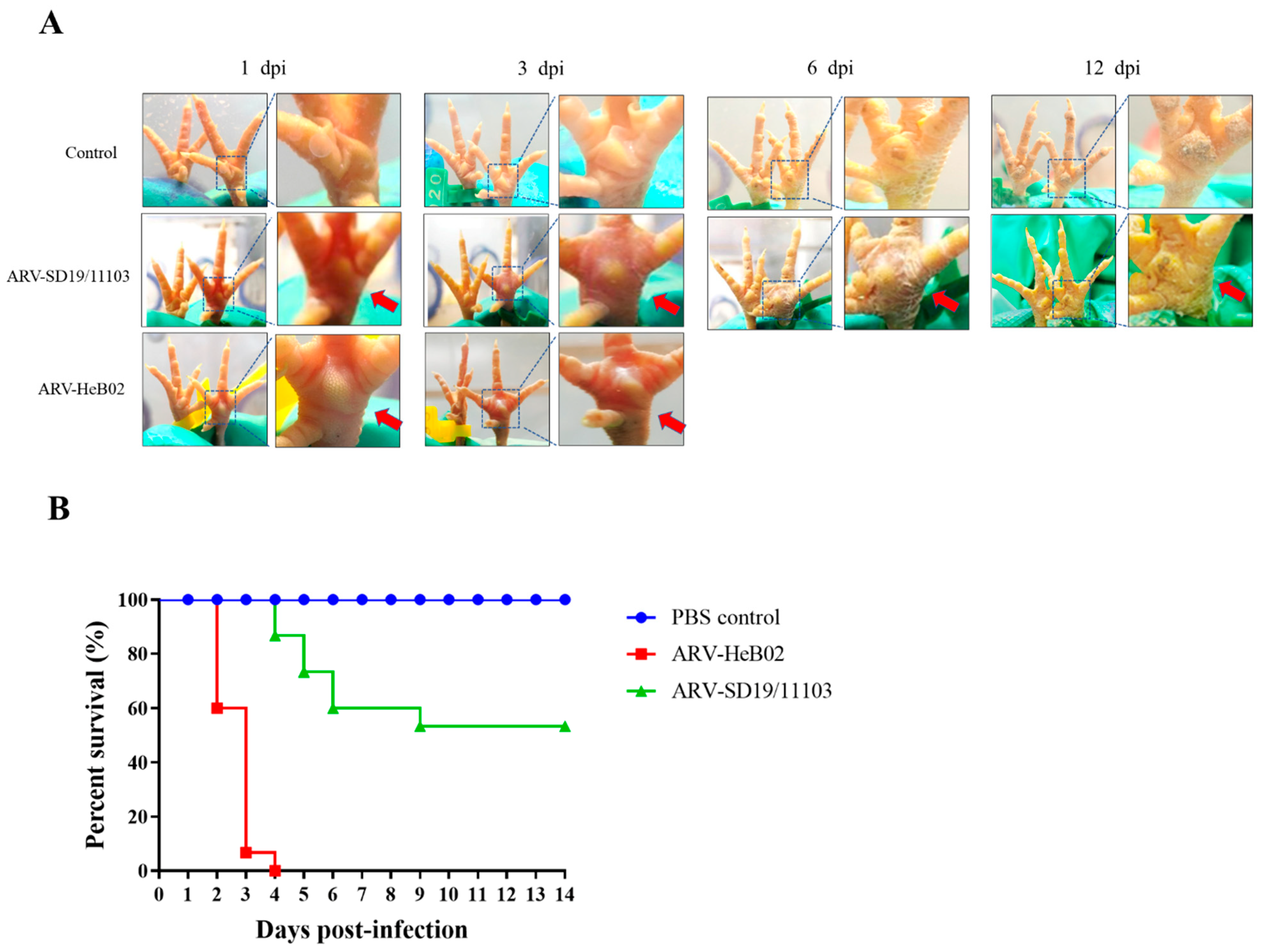 Viruses 15 01800 g004