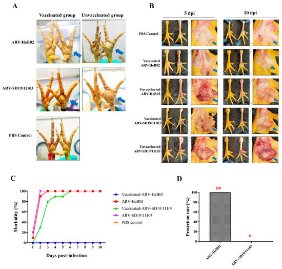 Viruses Free FullText A Novel Variant of Avian Reovirus Is