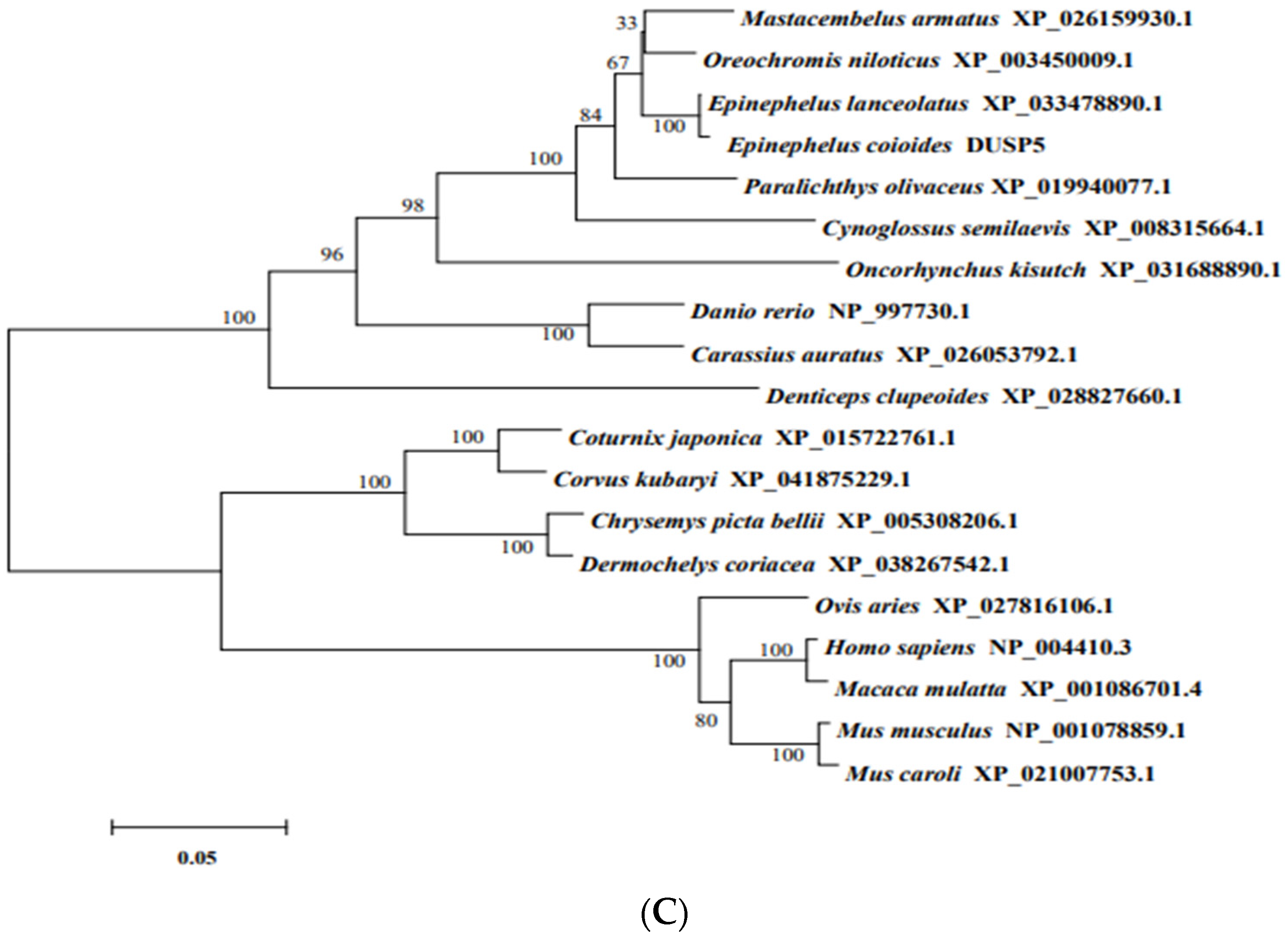 Viruses 15 01807 g001b Viruses 15 01807 g001b