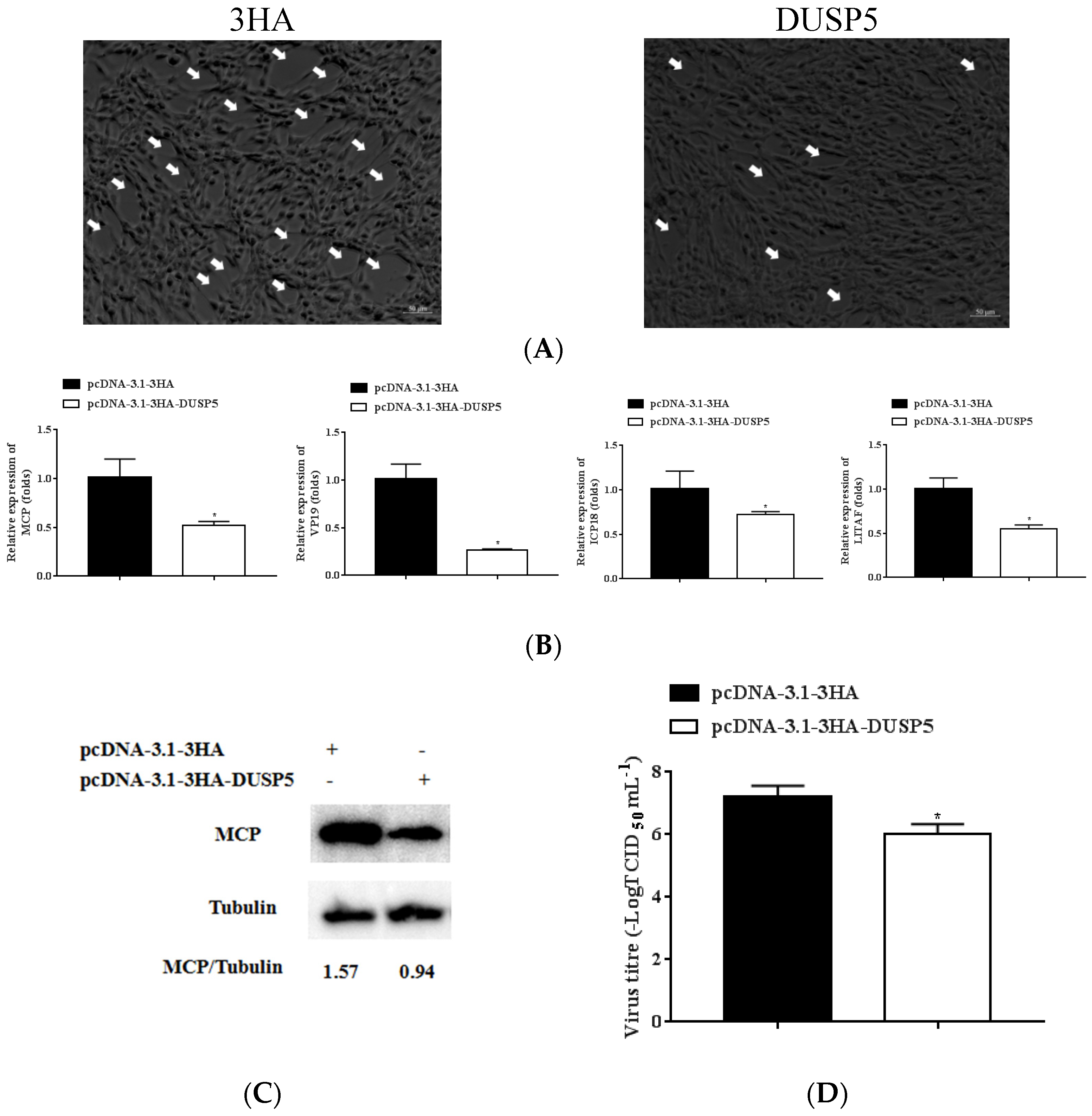 Viruses 15 01807 g005 Viruses 15 01807 g005