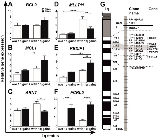 EBV and 1q Gains Affect Gene and miRNA Expression in Burkitt
