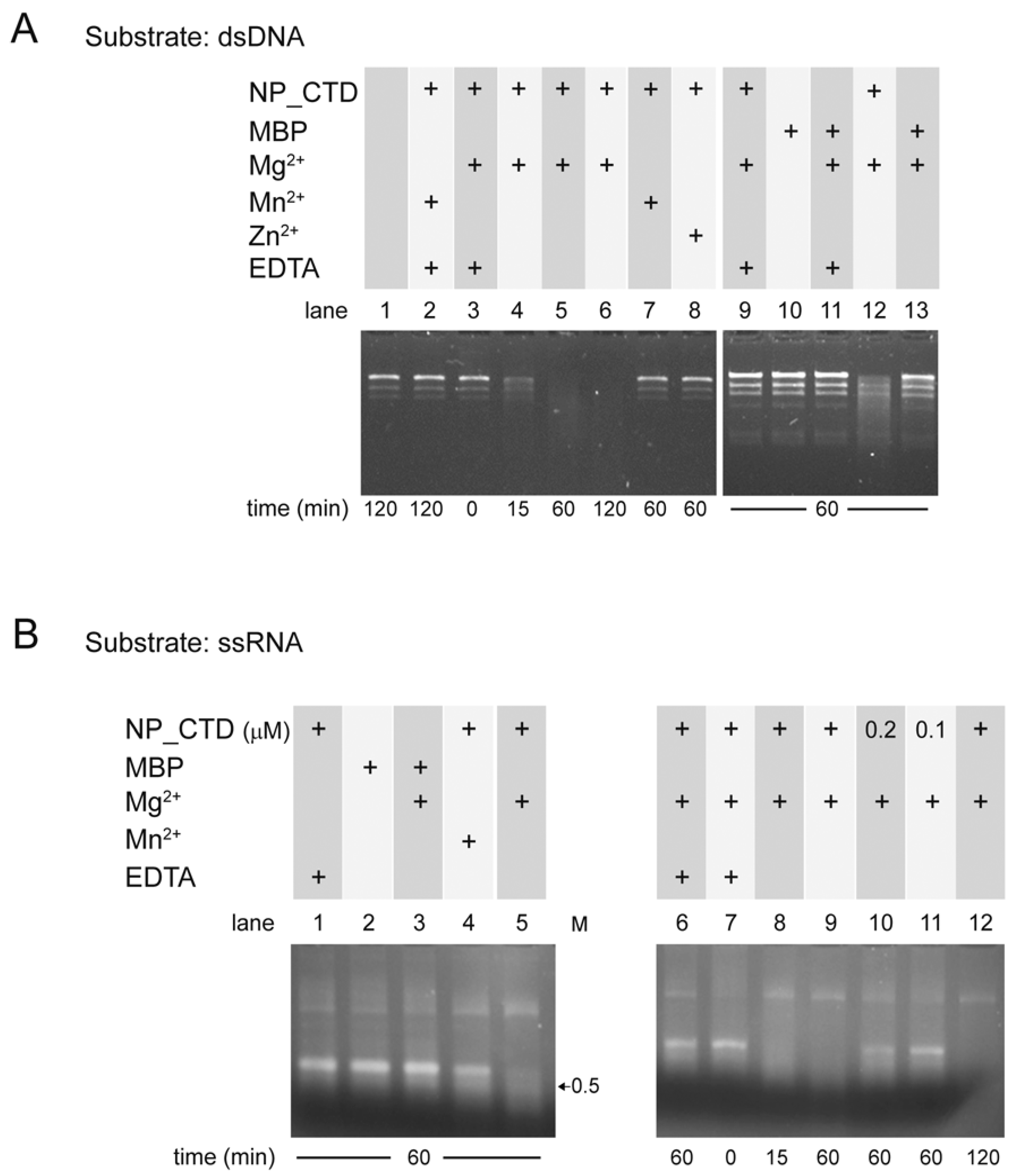 Viruses 15 01818 g003