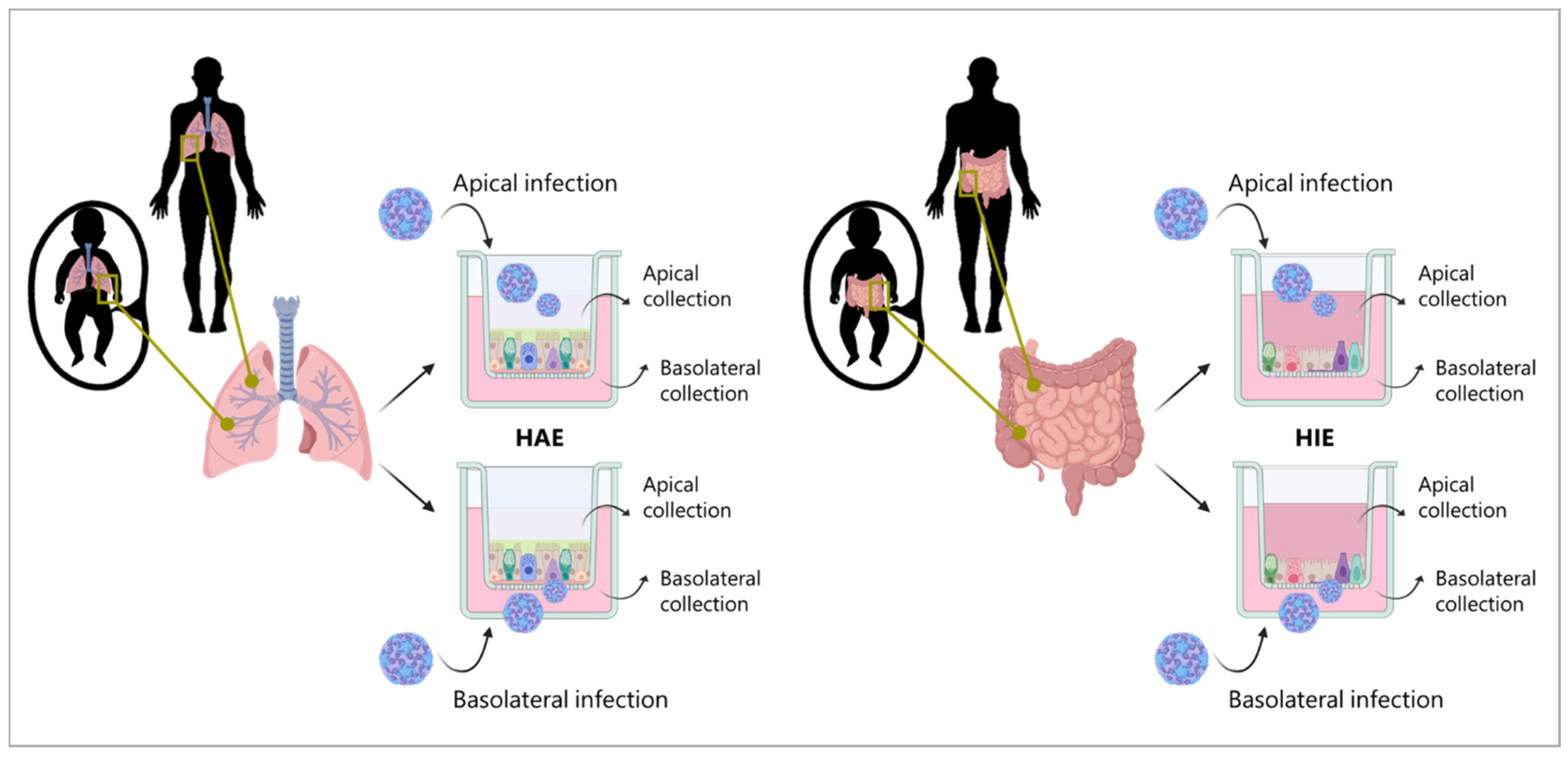 Viruses 15 01823 g002
