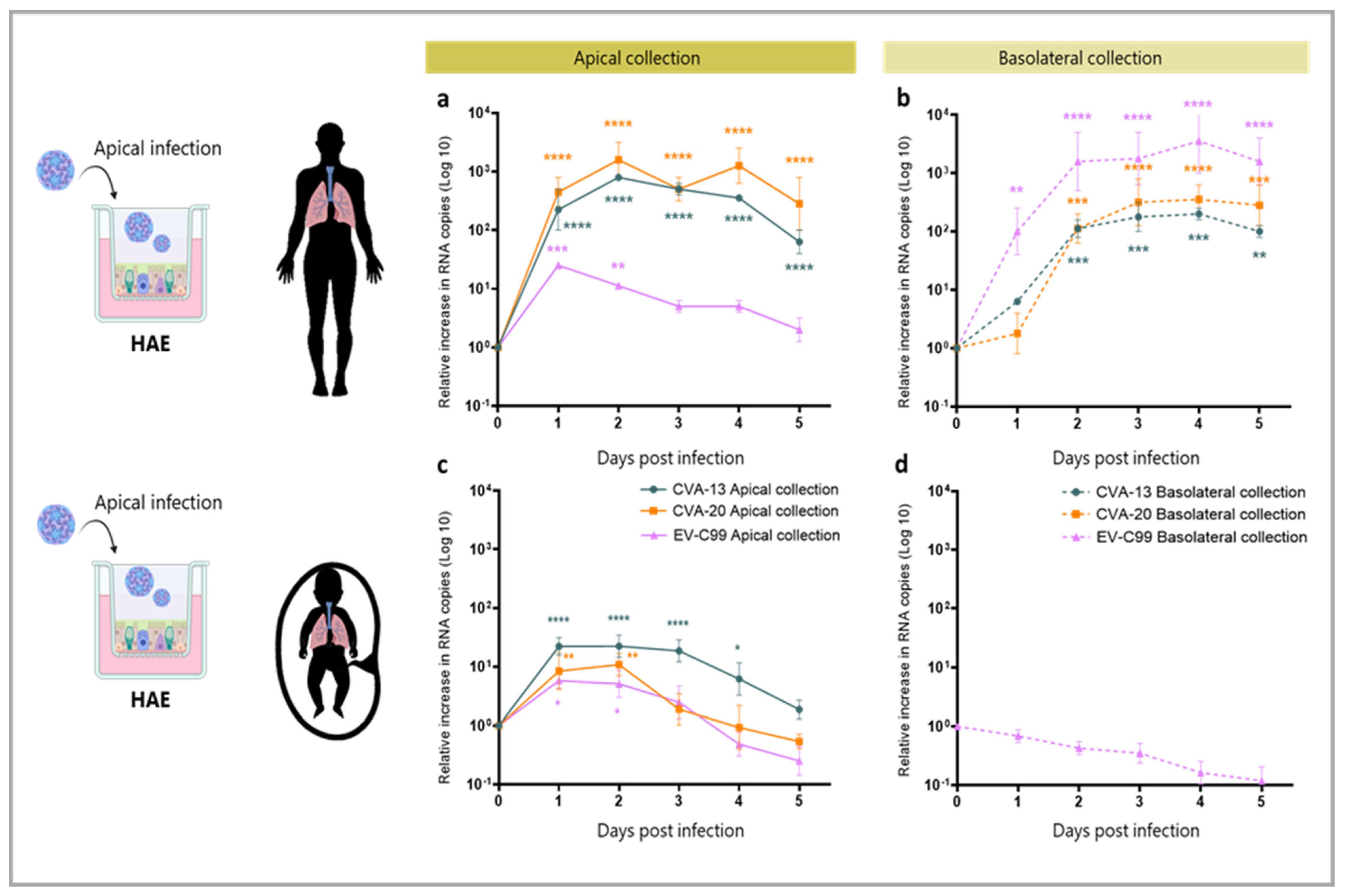Viruses 15 01823 g003