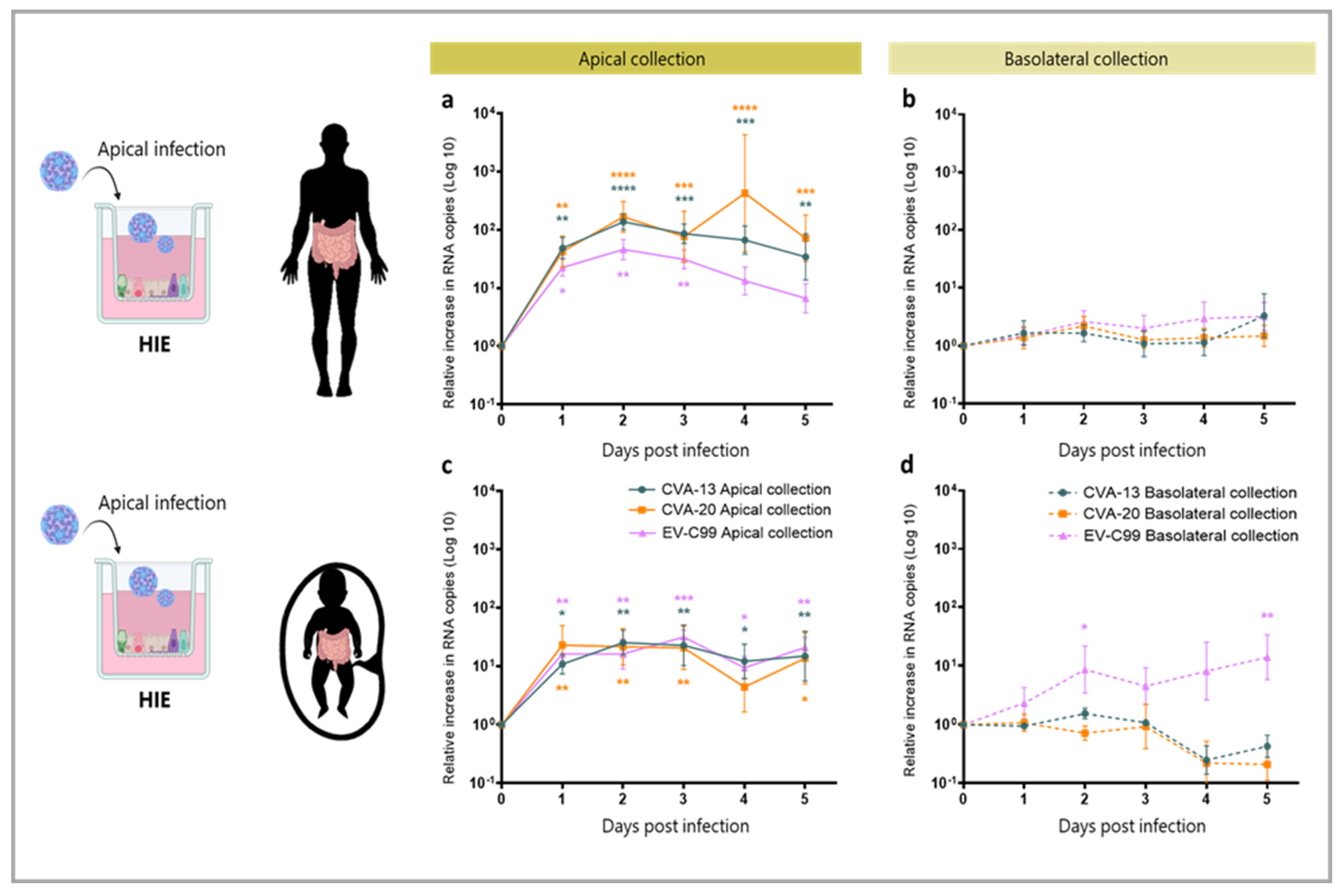 Viruses 15 01823 g005