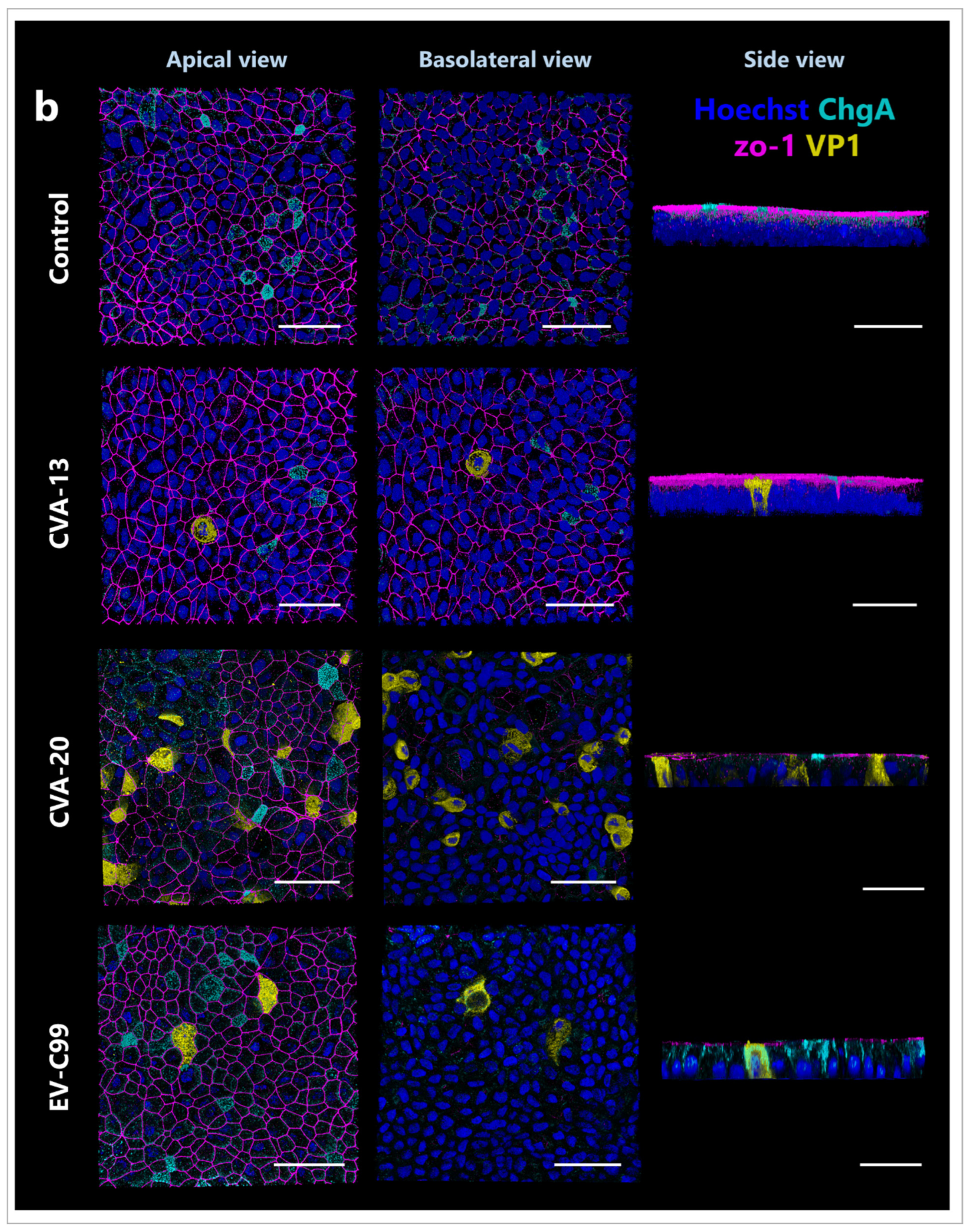 Viruses 15 01823 g006b
