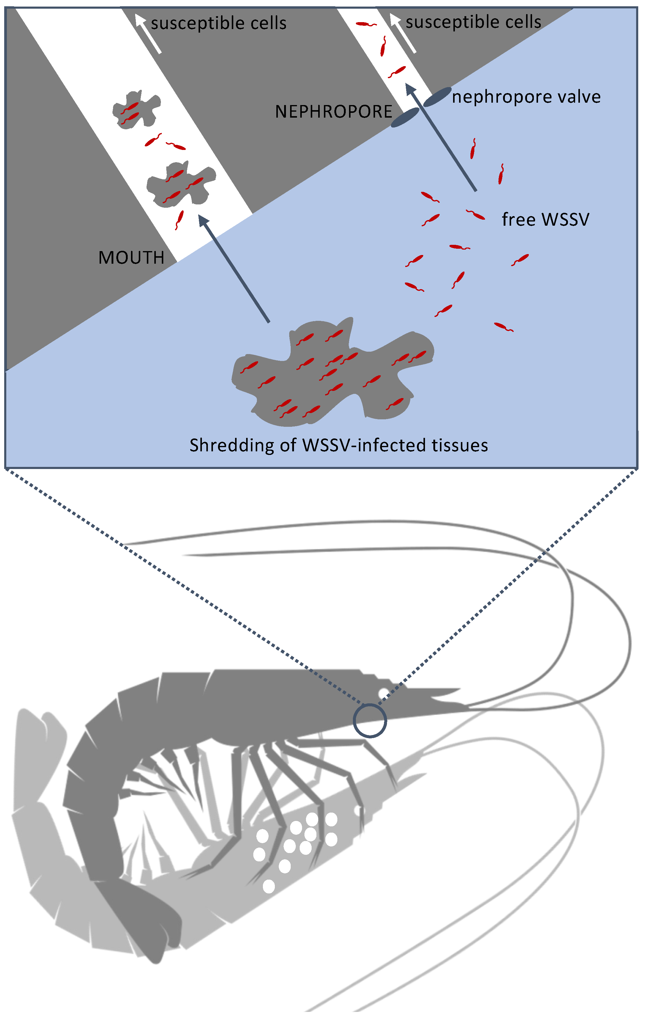 Viruses 15 01824 g013