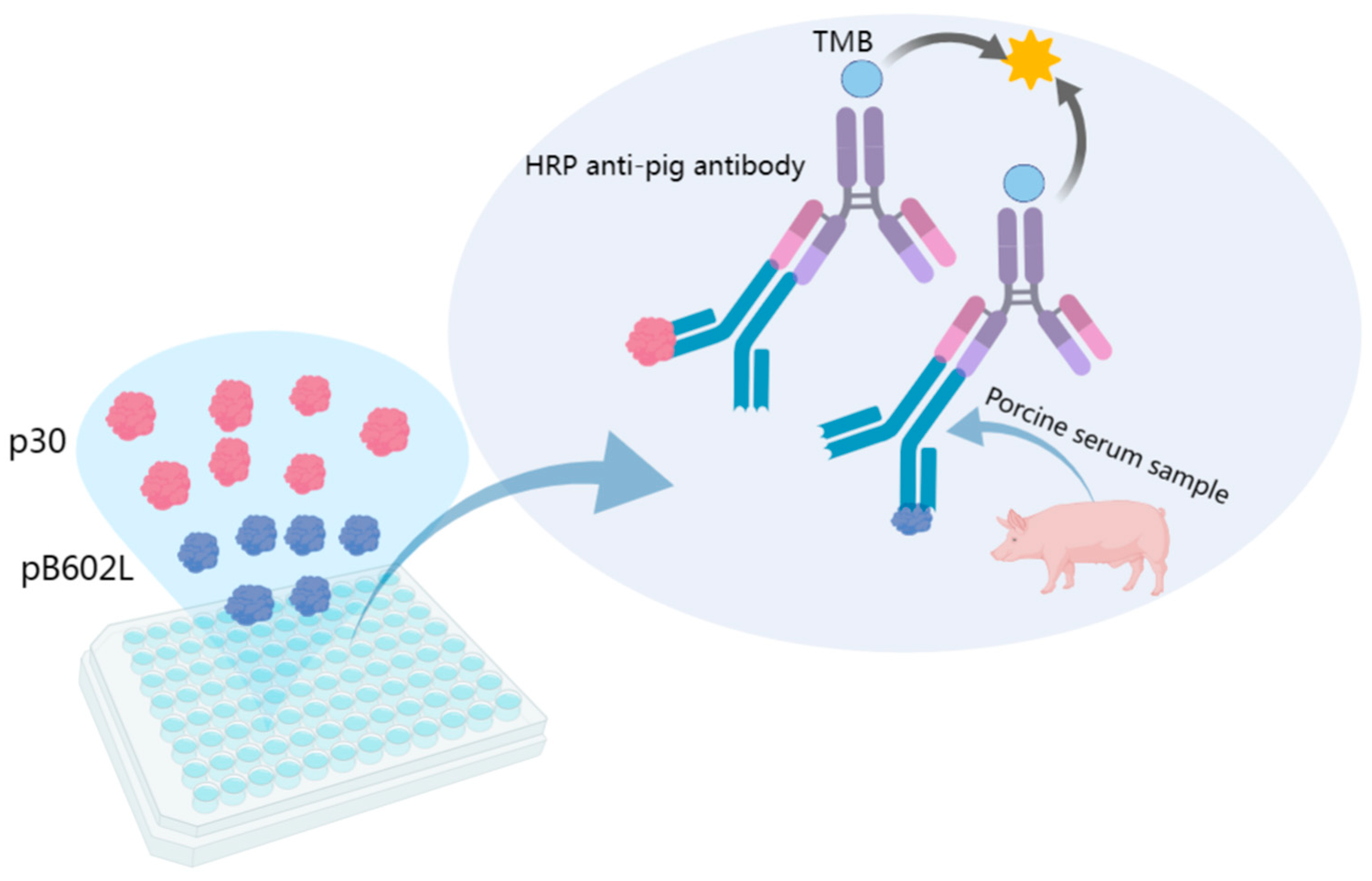 Viruses 15 01845 g001