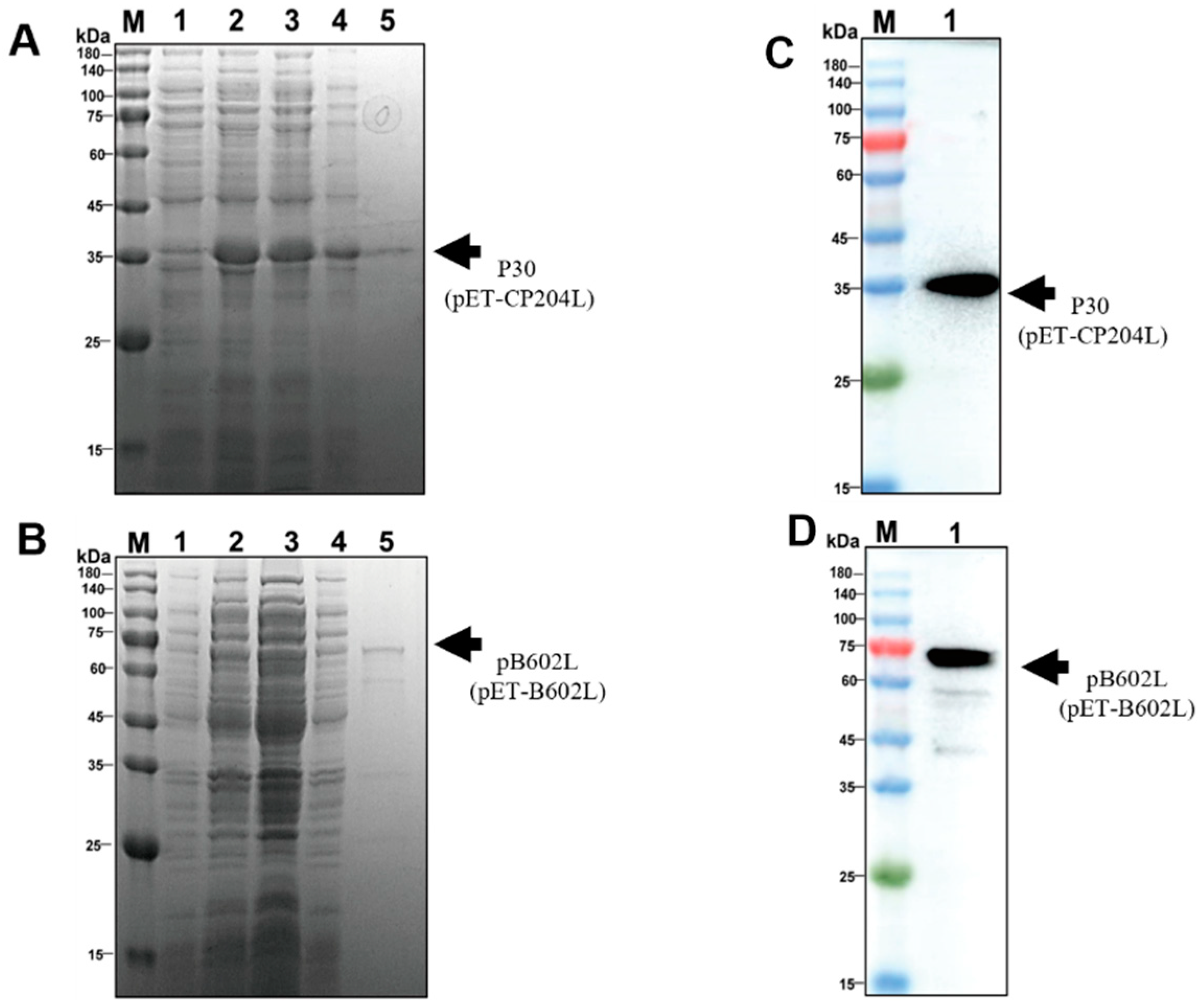 Viruses 15 01845 g003