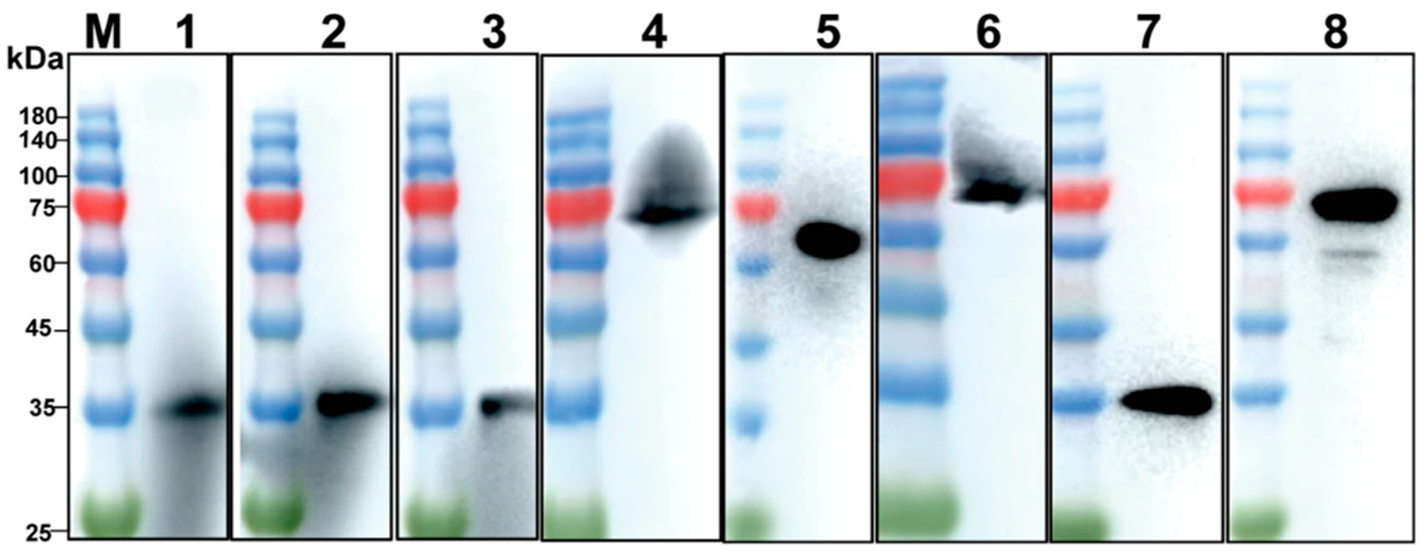 Viruses 15 01845 g007