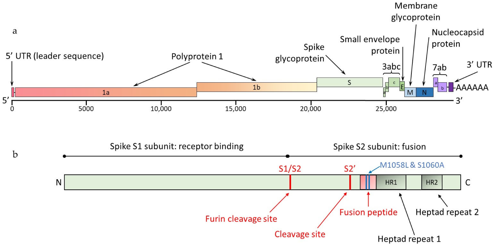 Viruses 15 01847 g001 Viruses 15 01847 g001