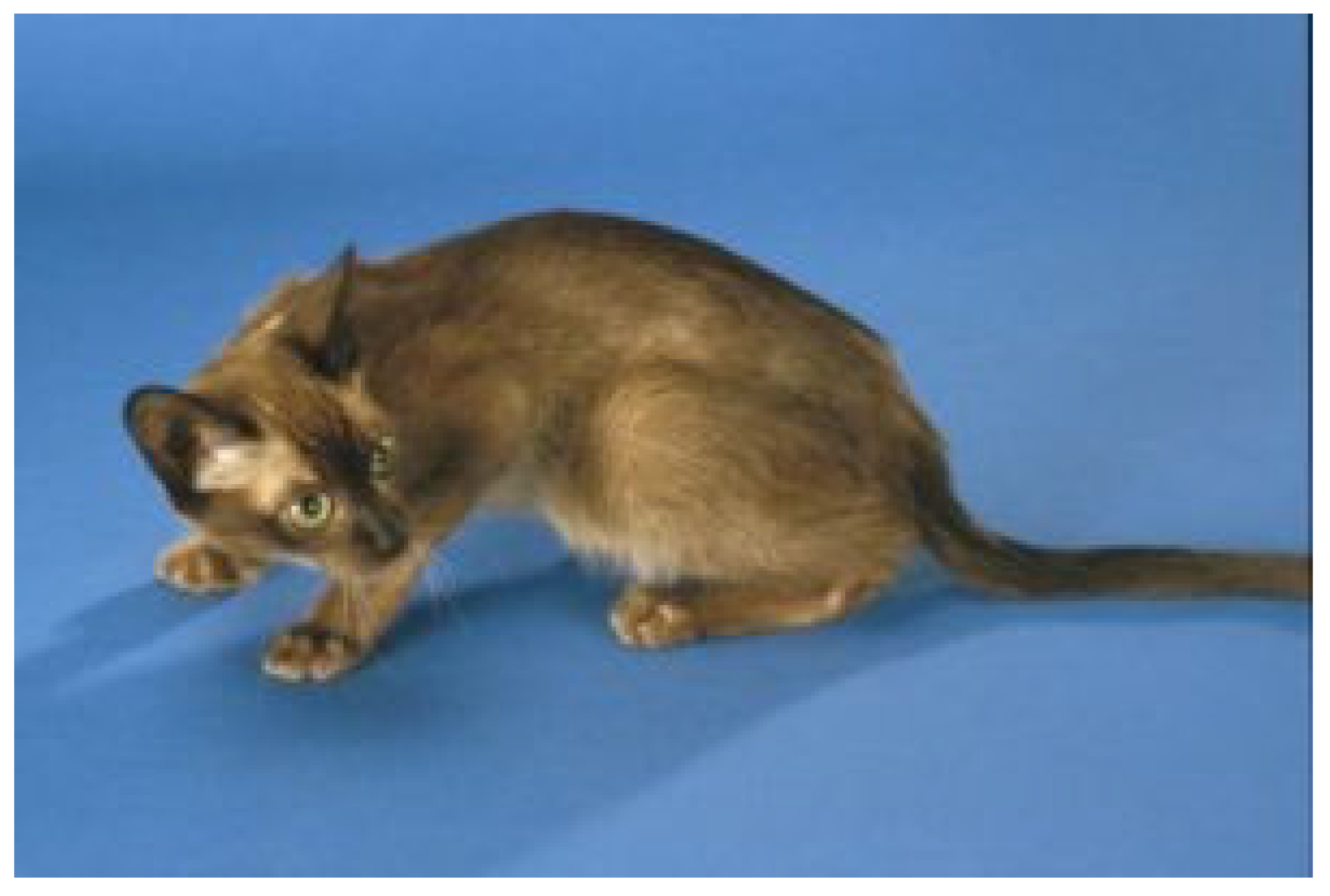 Viruses 15 01847 g006 Viruses 15 01847 g006