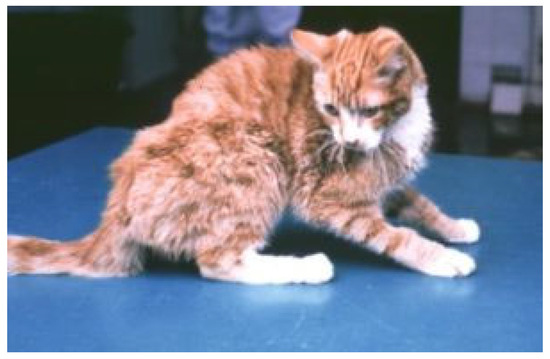 Cat fip natural cure shop