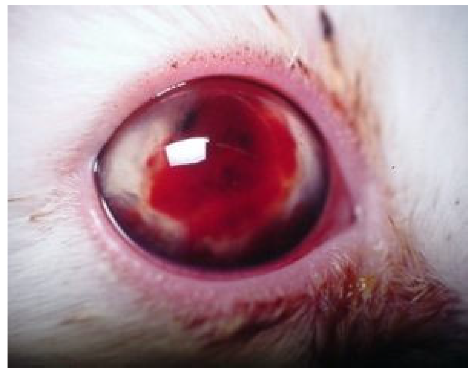 Viruses 15 01847 g009 Viruses 15 01847 g009