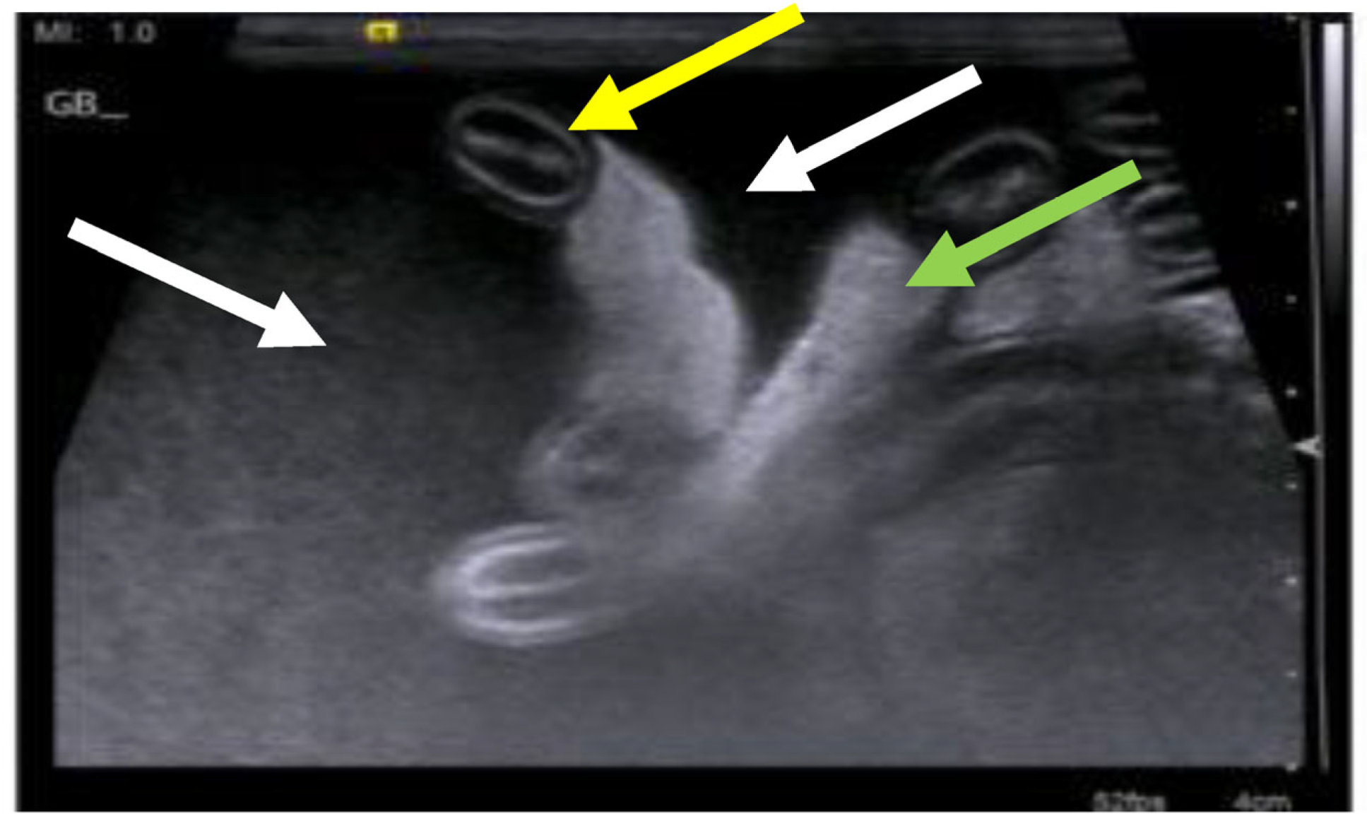 Viruses 15 01847 g018 Viruses 15 01847 g018