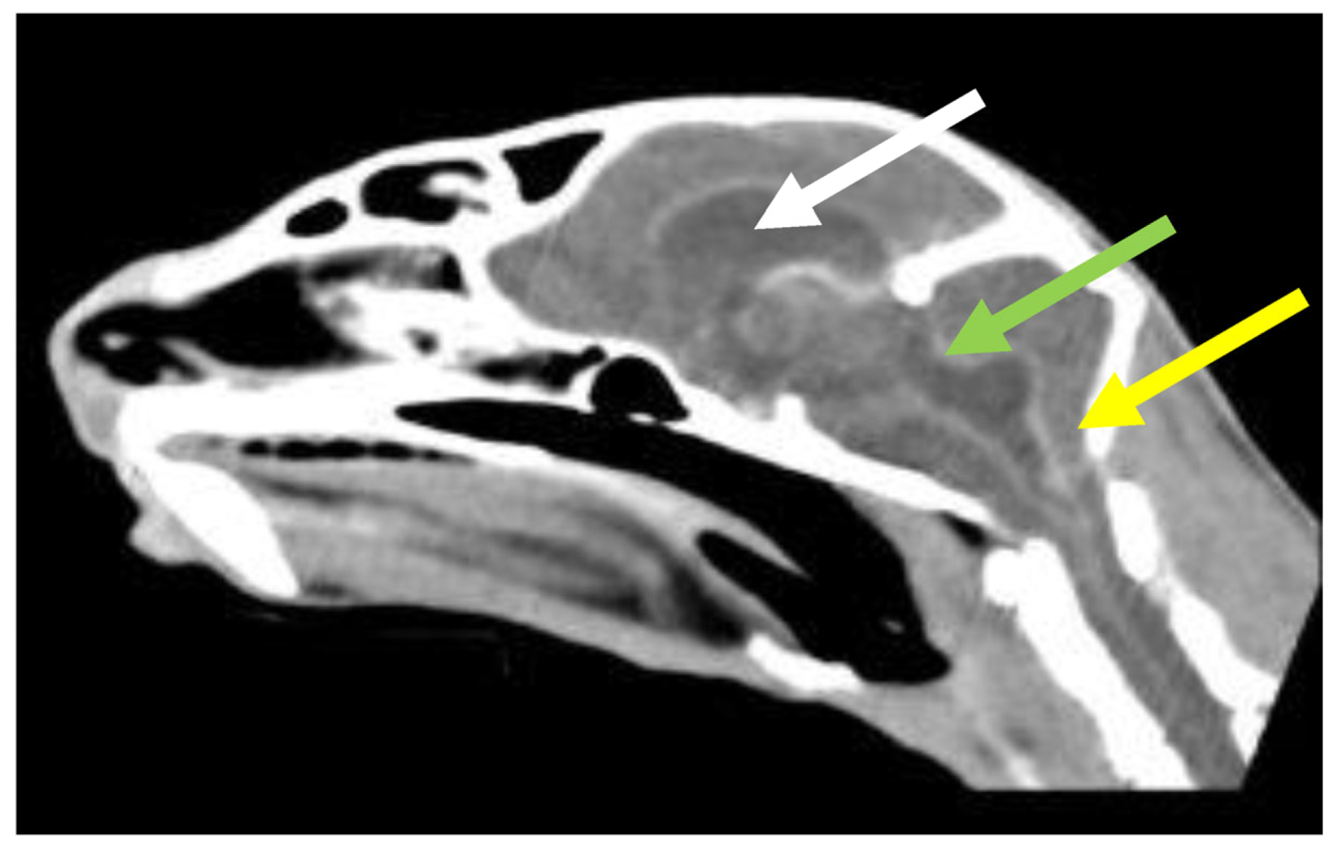 Viruses 15 01847 g021 Viruses 15 01847 g021
