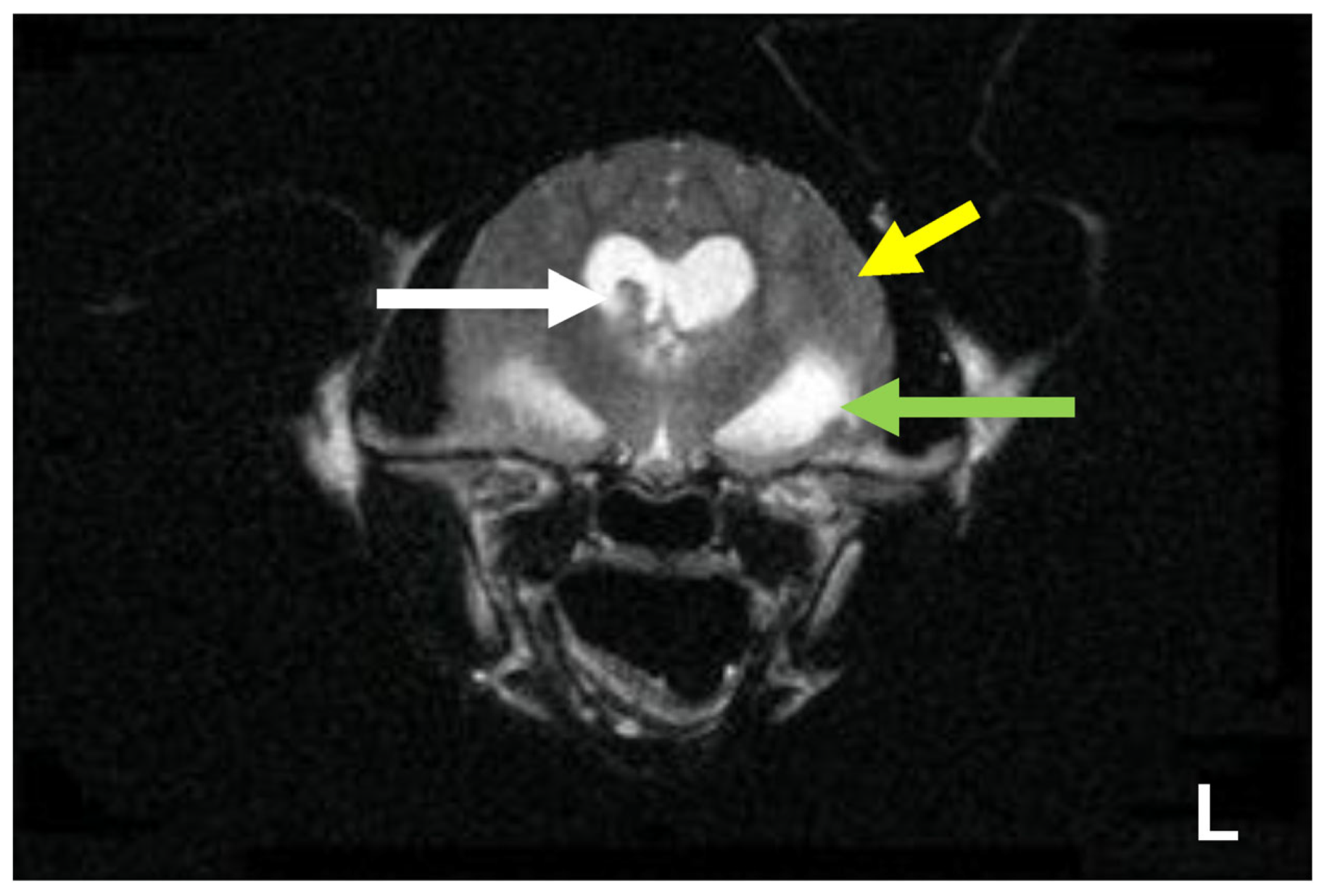 Viruses 15 01847 g022 Viruses 15 01847 g022