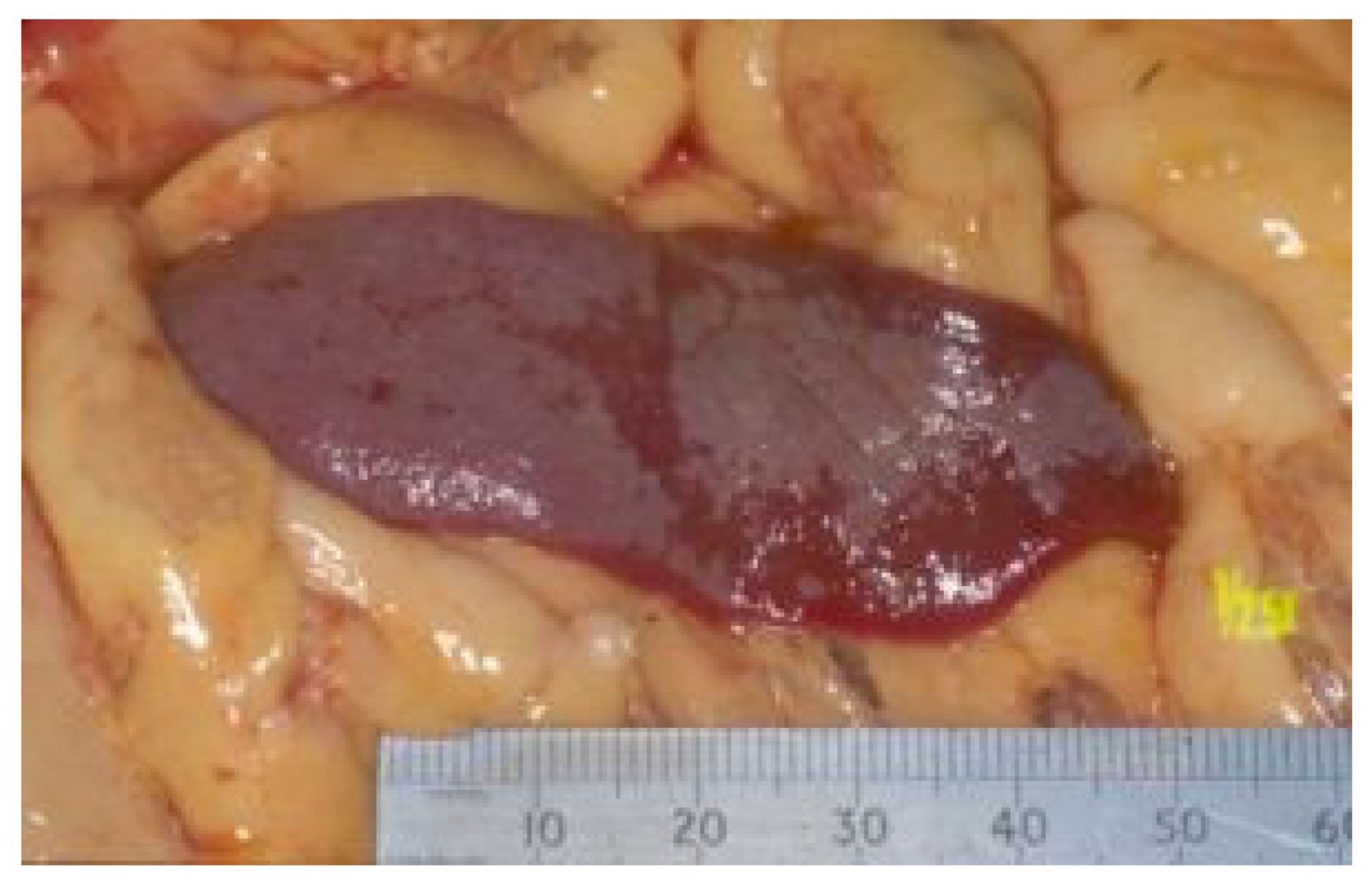 Viruses 15 01847 g027 Viruses 15 01847 g027