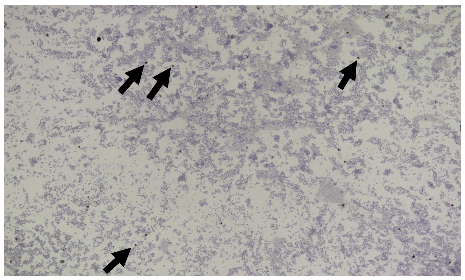 Viruses 15 01847 g029 Viruses 15 01847 g029