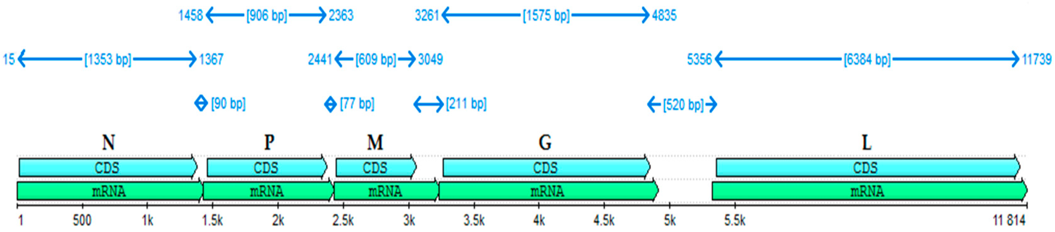 Viruses 15 01851 g001
