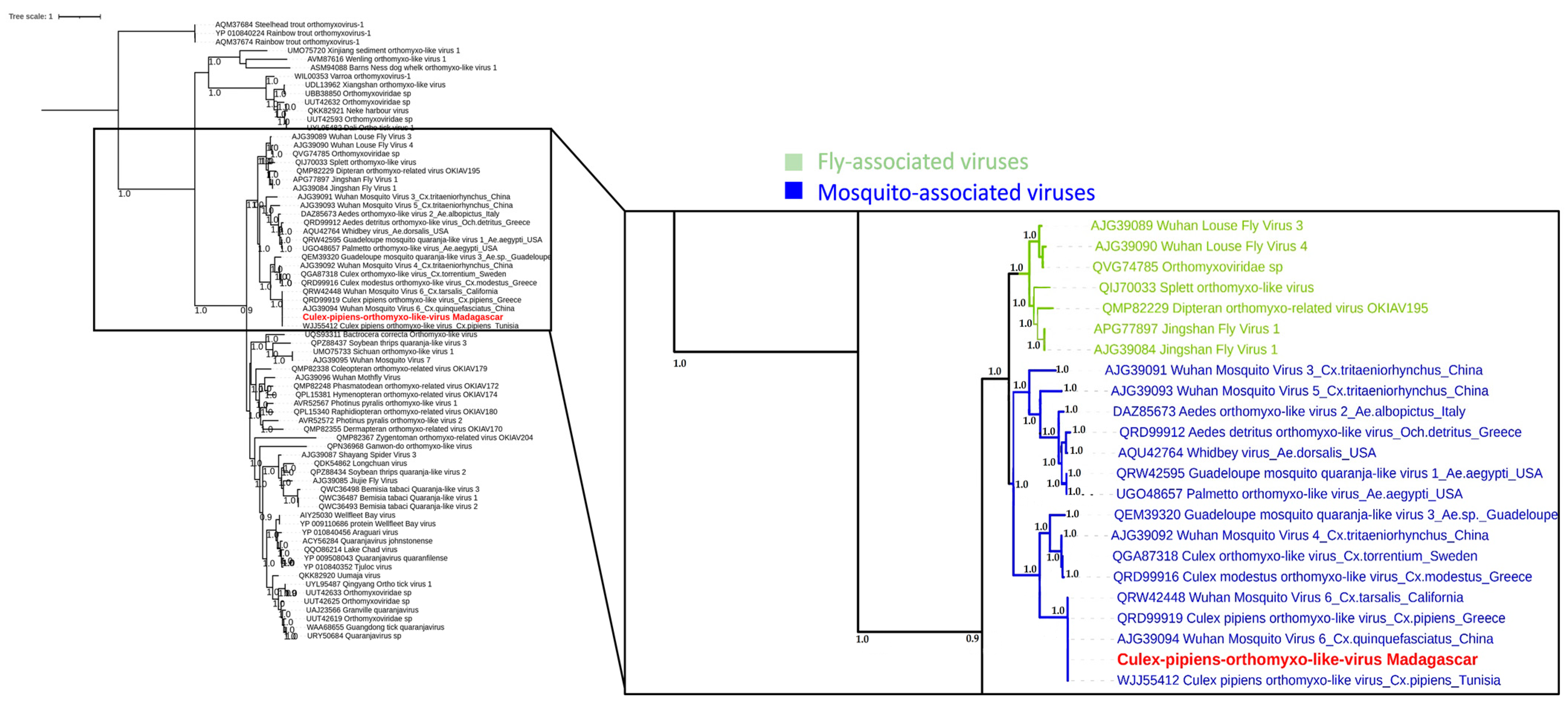 Viruses 15 01852 g010
