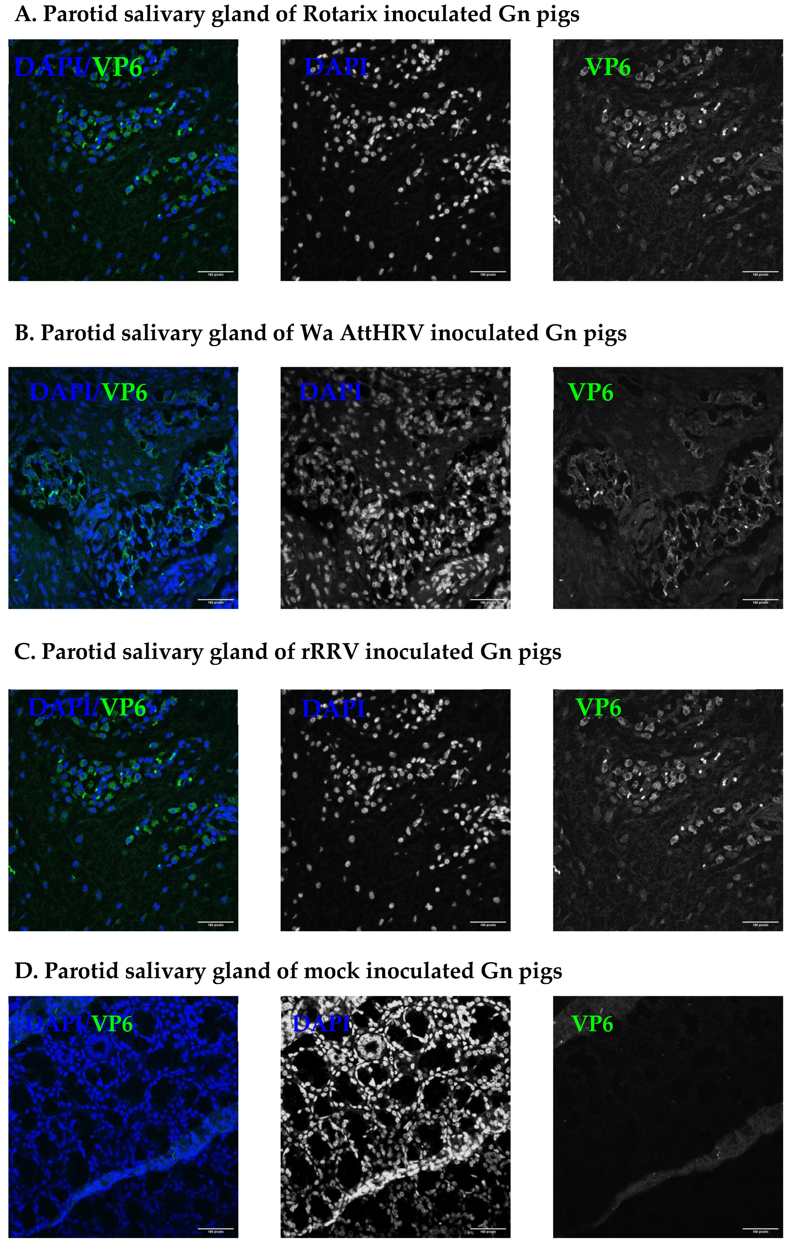 Viruses 15 01864 g003