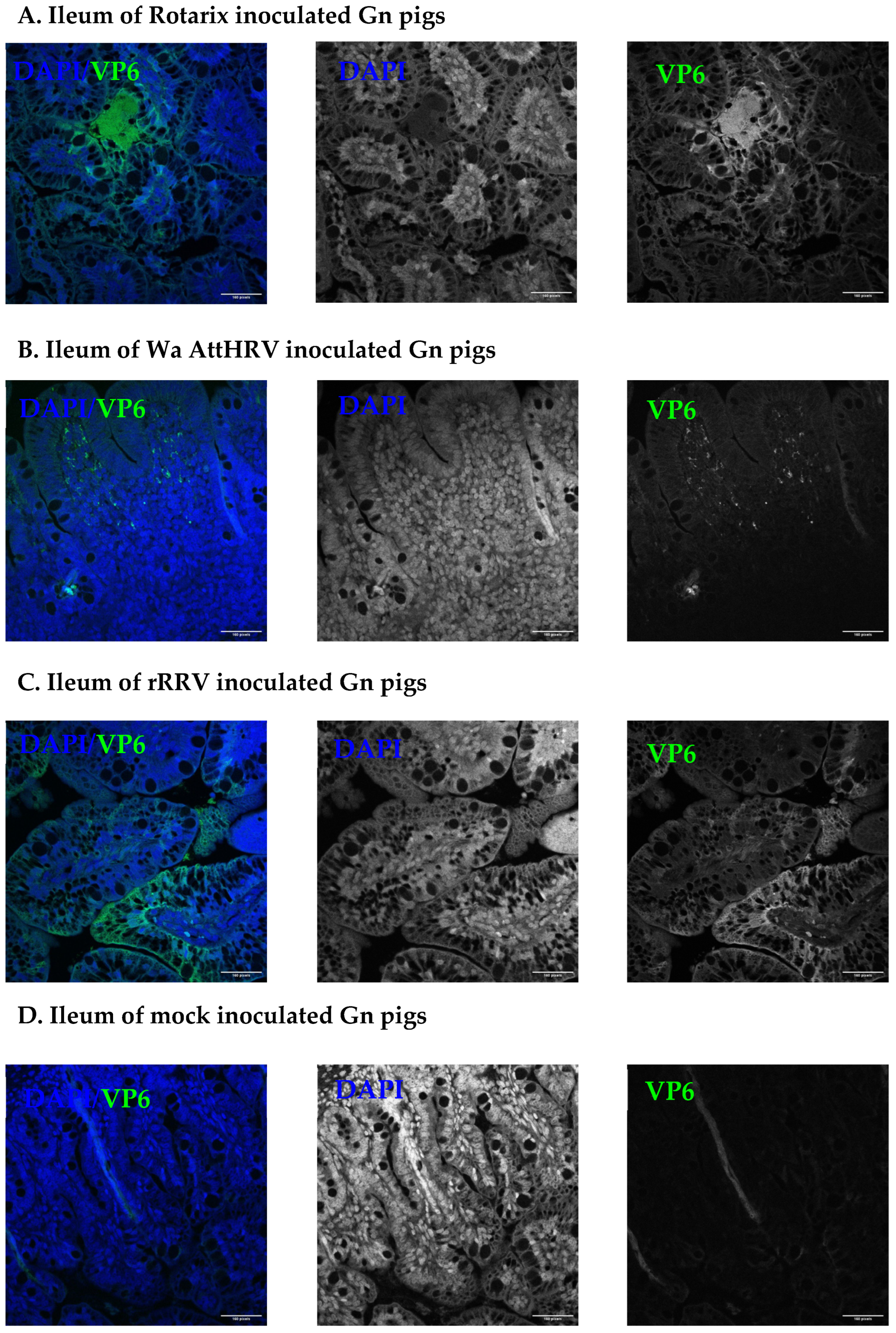 Viruses 15 01864 g004