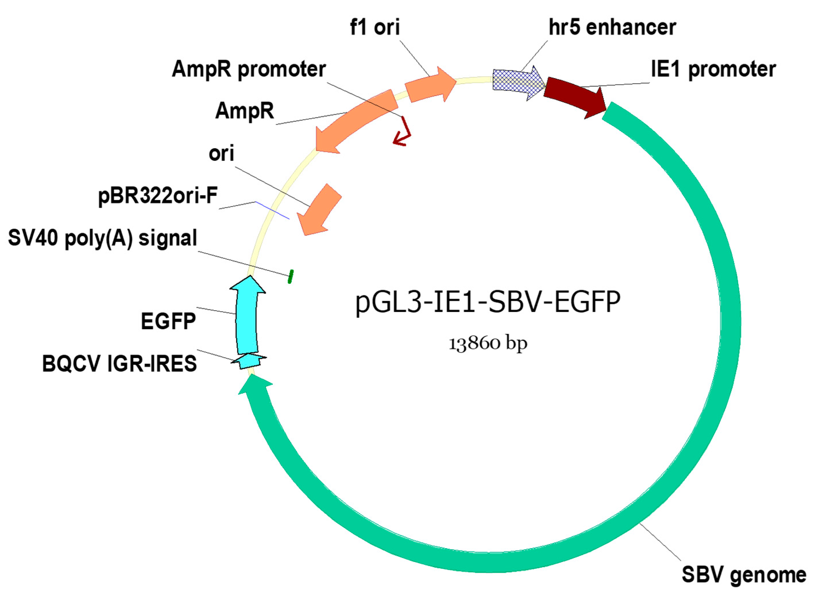 Viruses 15 01866 g001