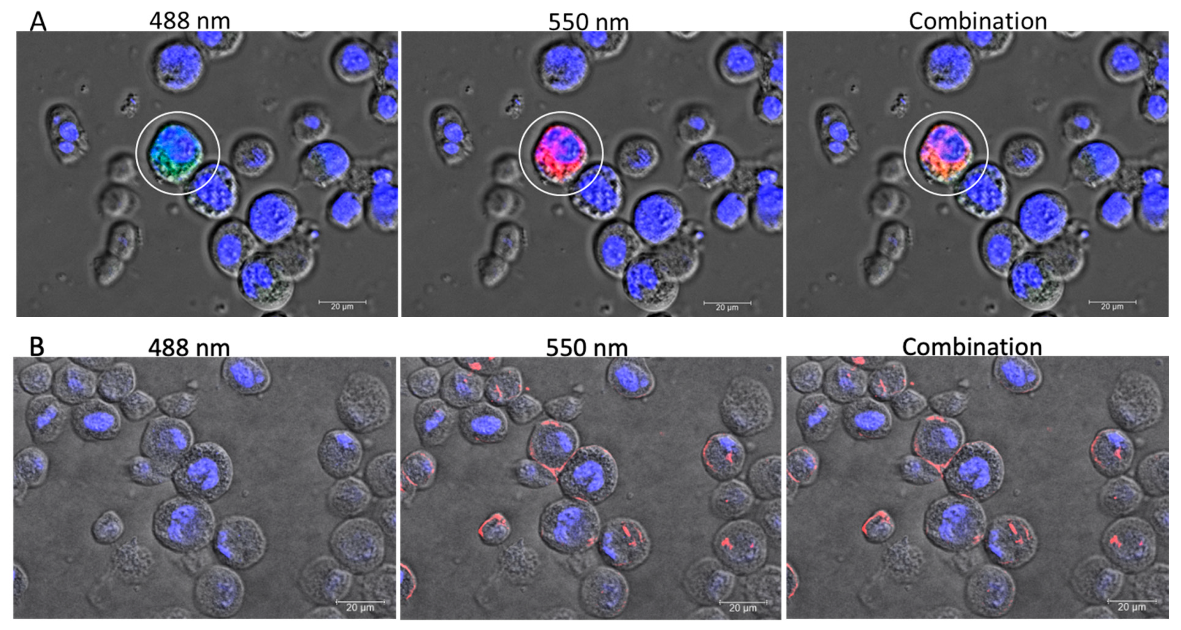 Viruses 15 01866 g002