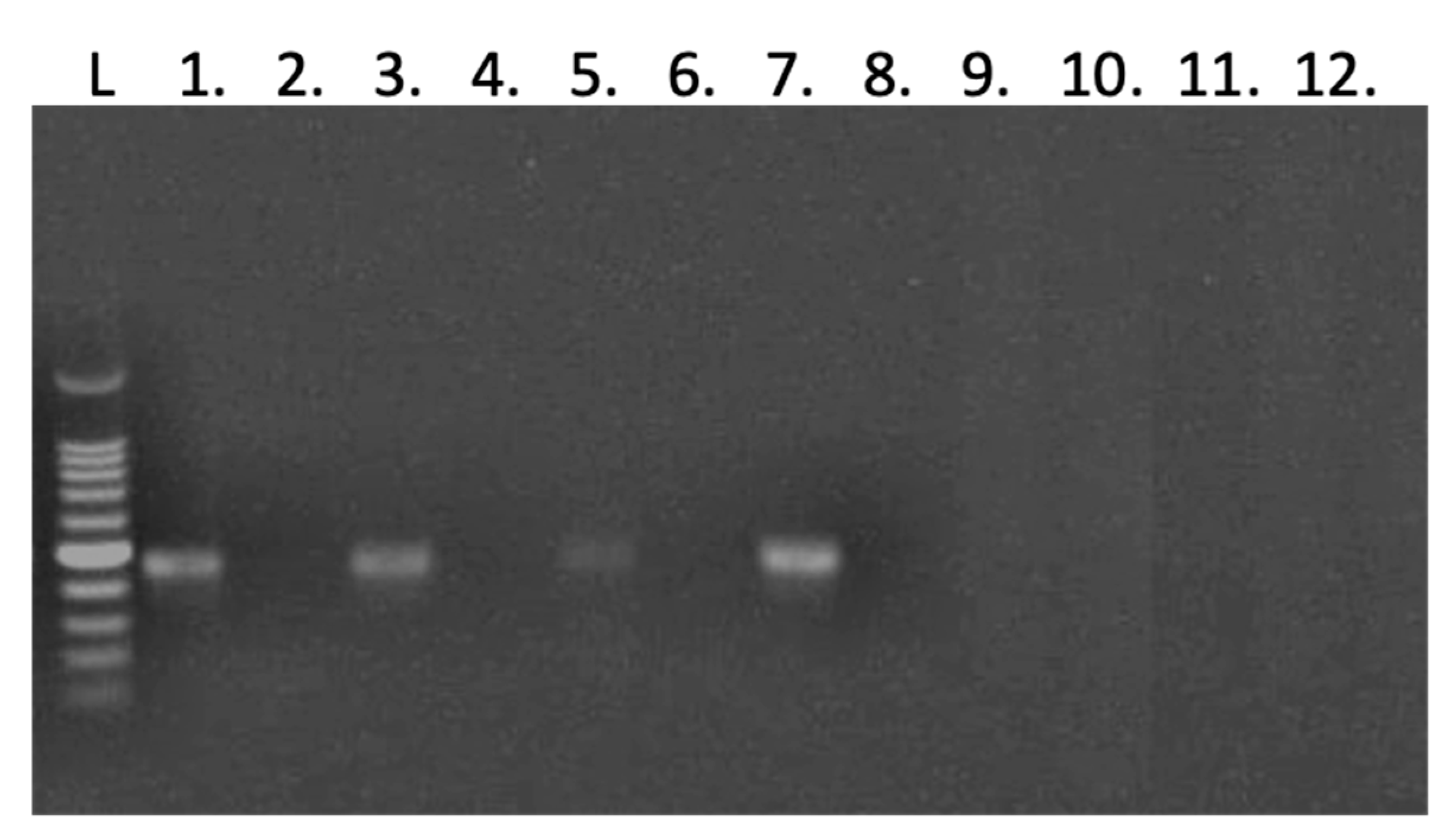 Viruses 15 01866 g005