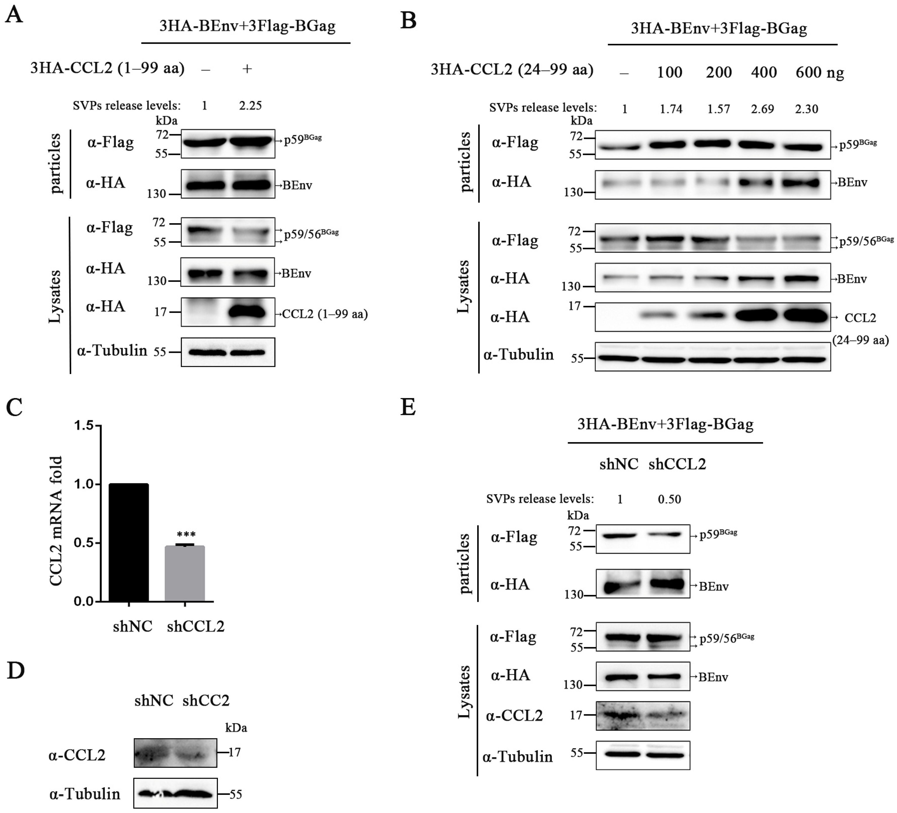 Viruses 15 01867 g001