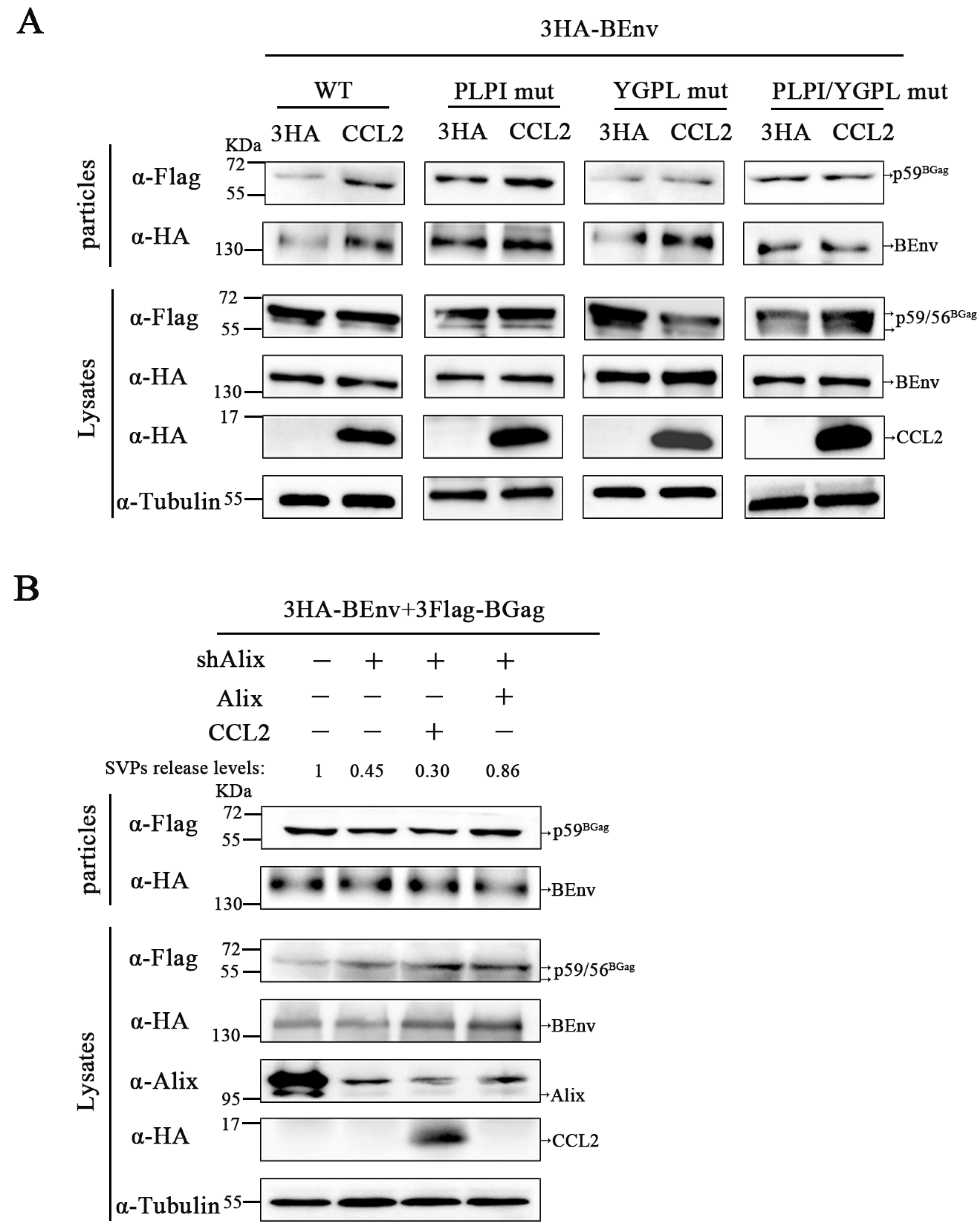 Viruses 15 01867 g003