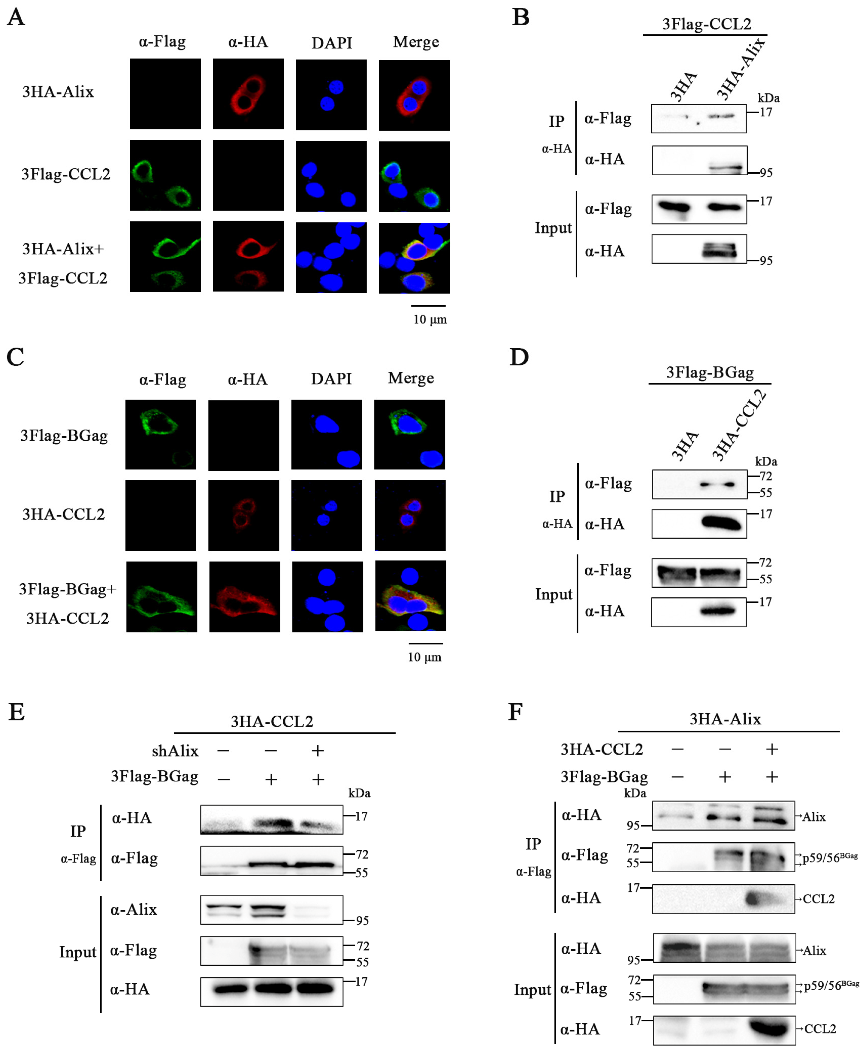 Viruses 15 01867 g004