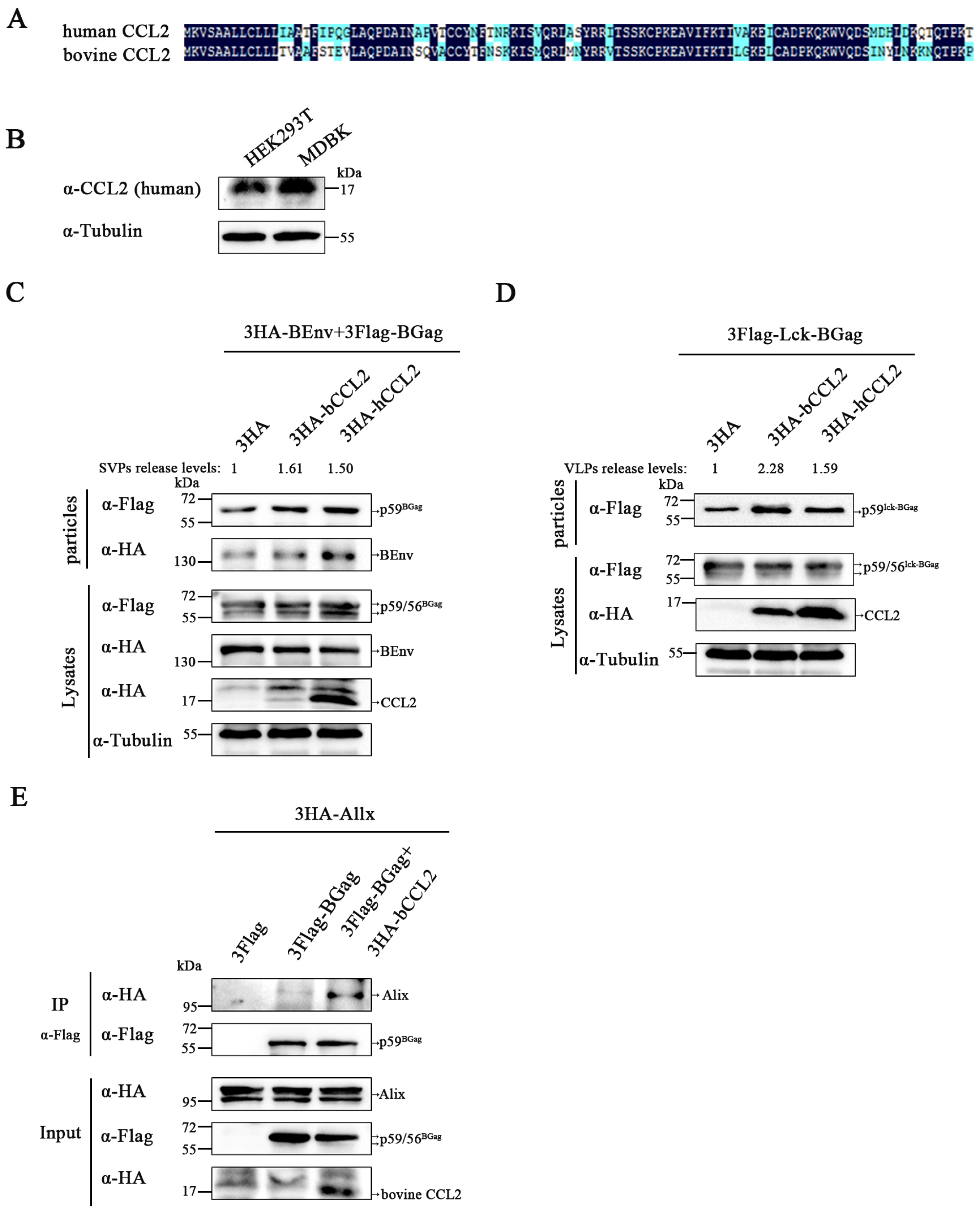 Viruses 15 01867 g005