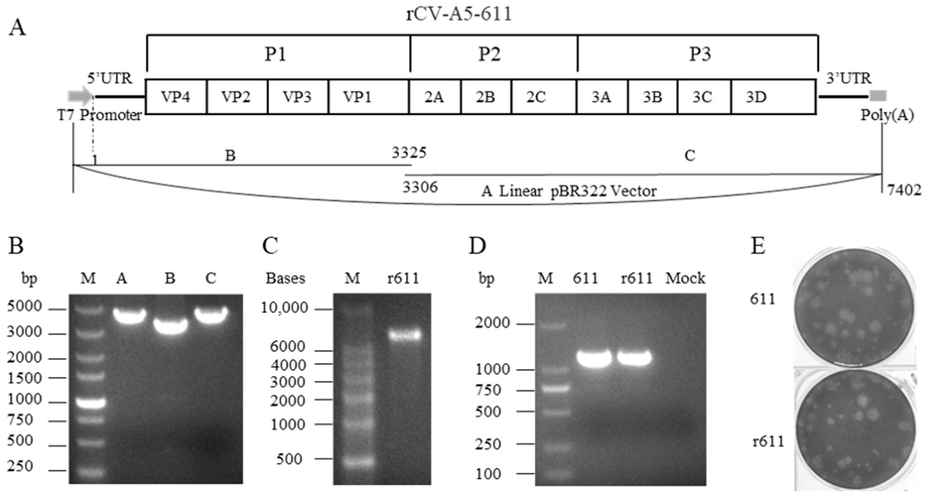 Viruses 15 01868 g001