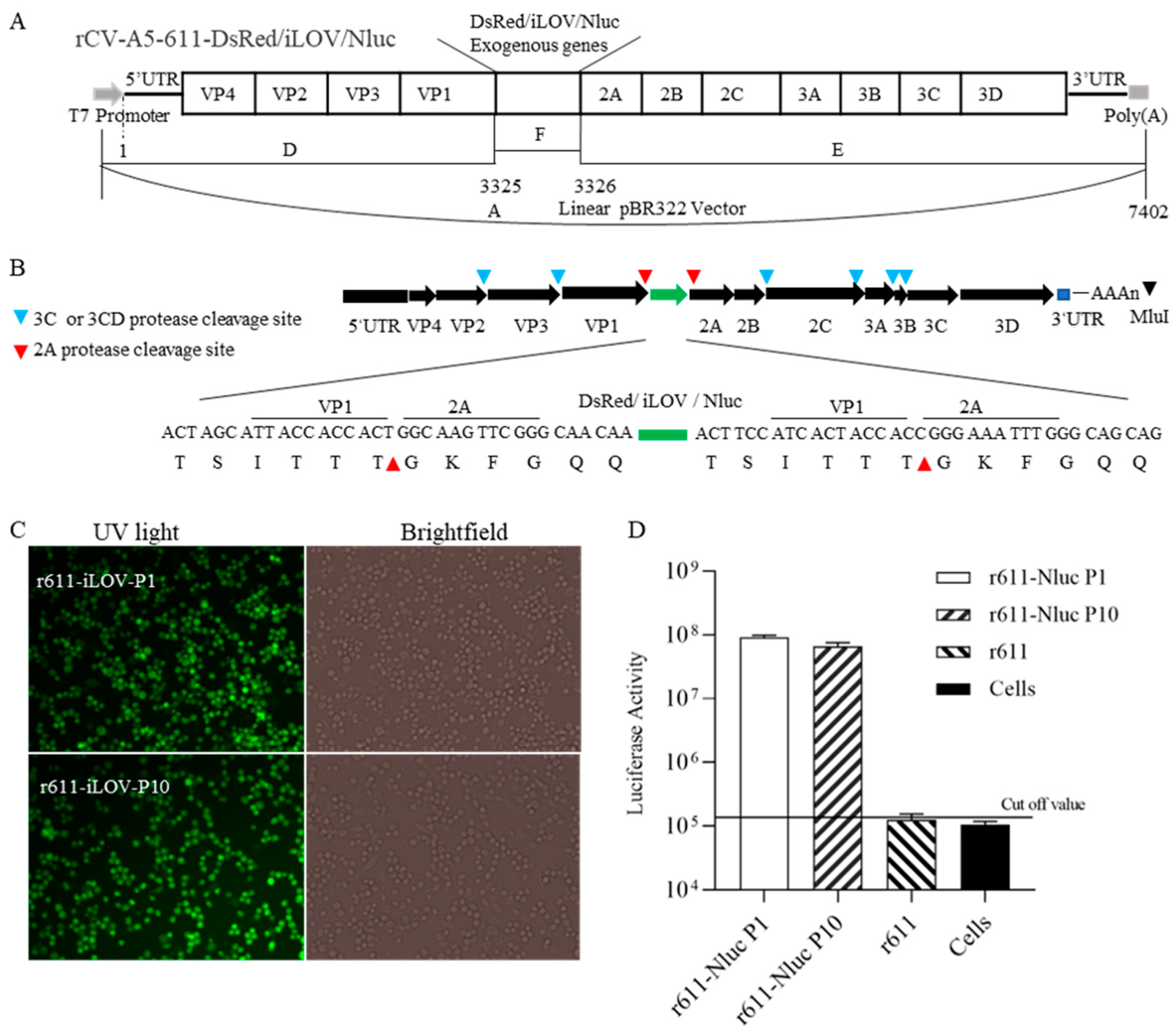 Viruses 15 01868 g002