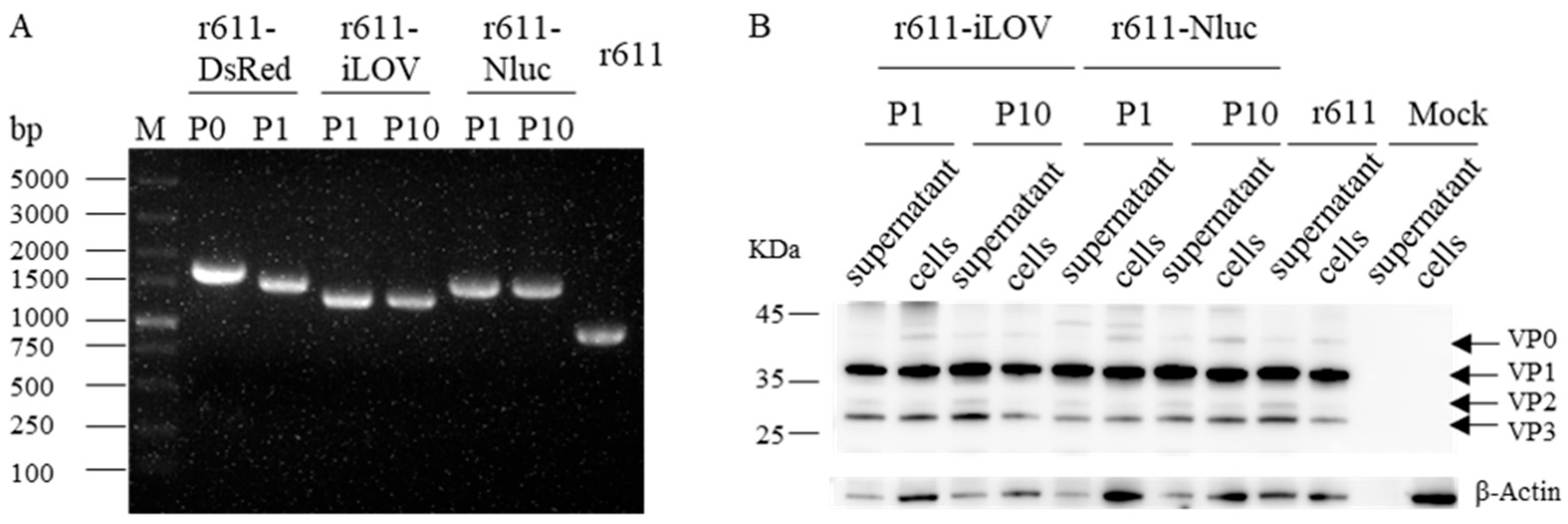 Viruses 15 01868 g003