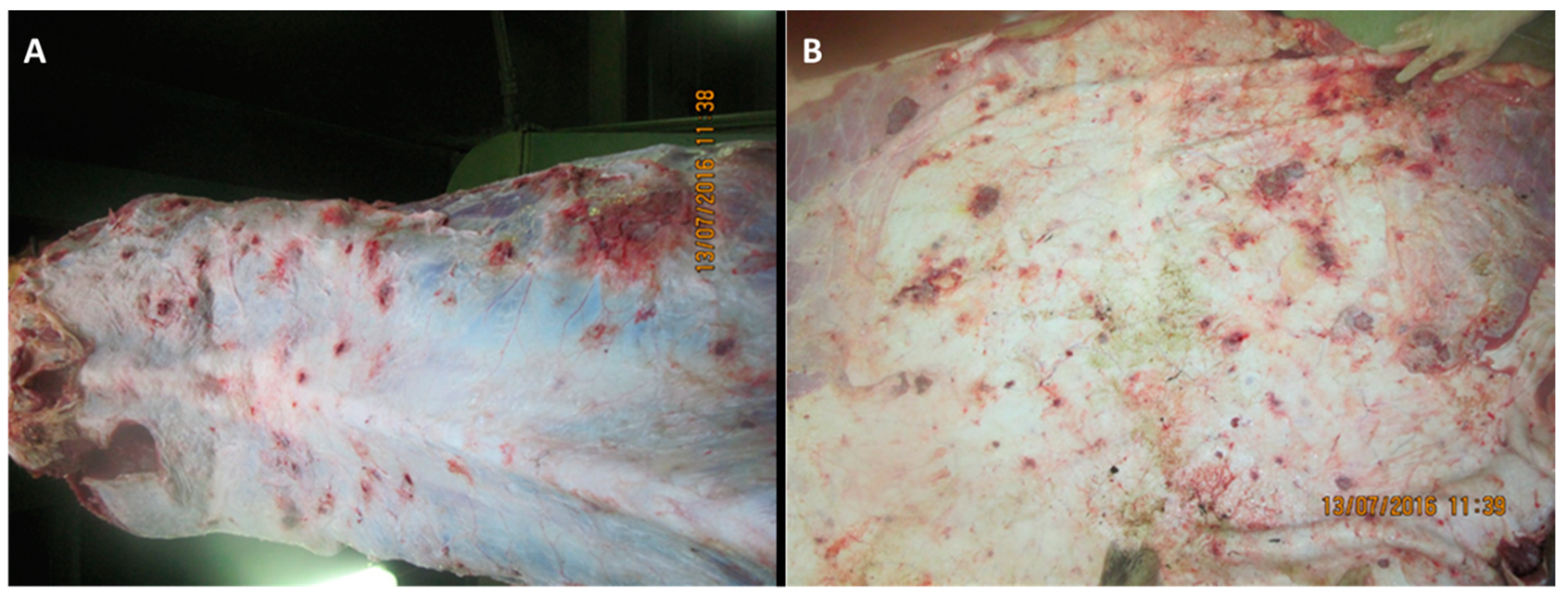 Viruses 15 01883 g001