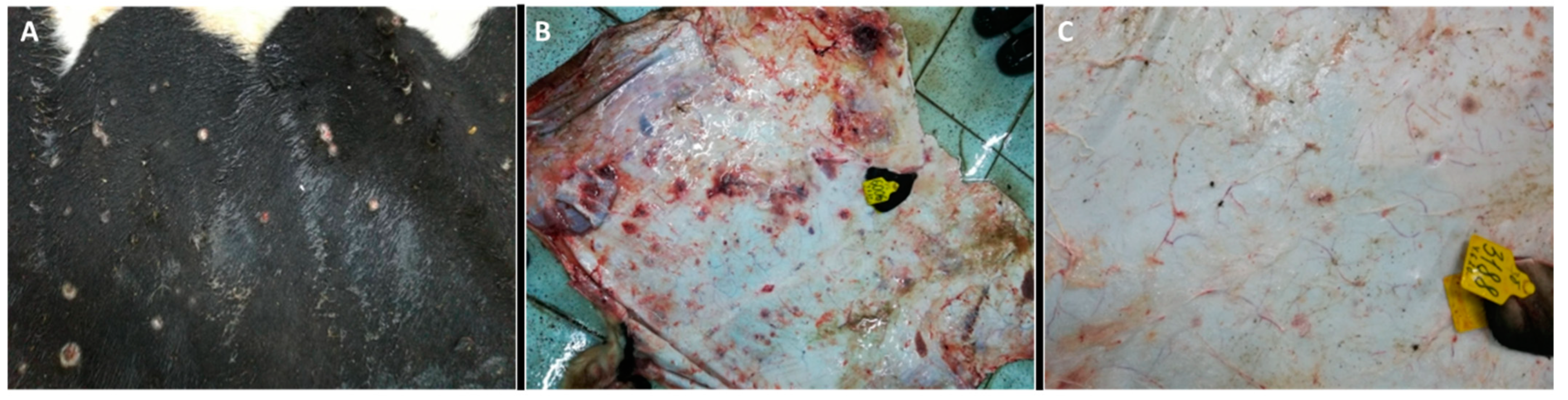 Viruses 15 01883 g002