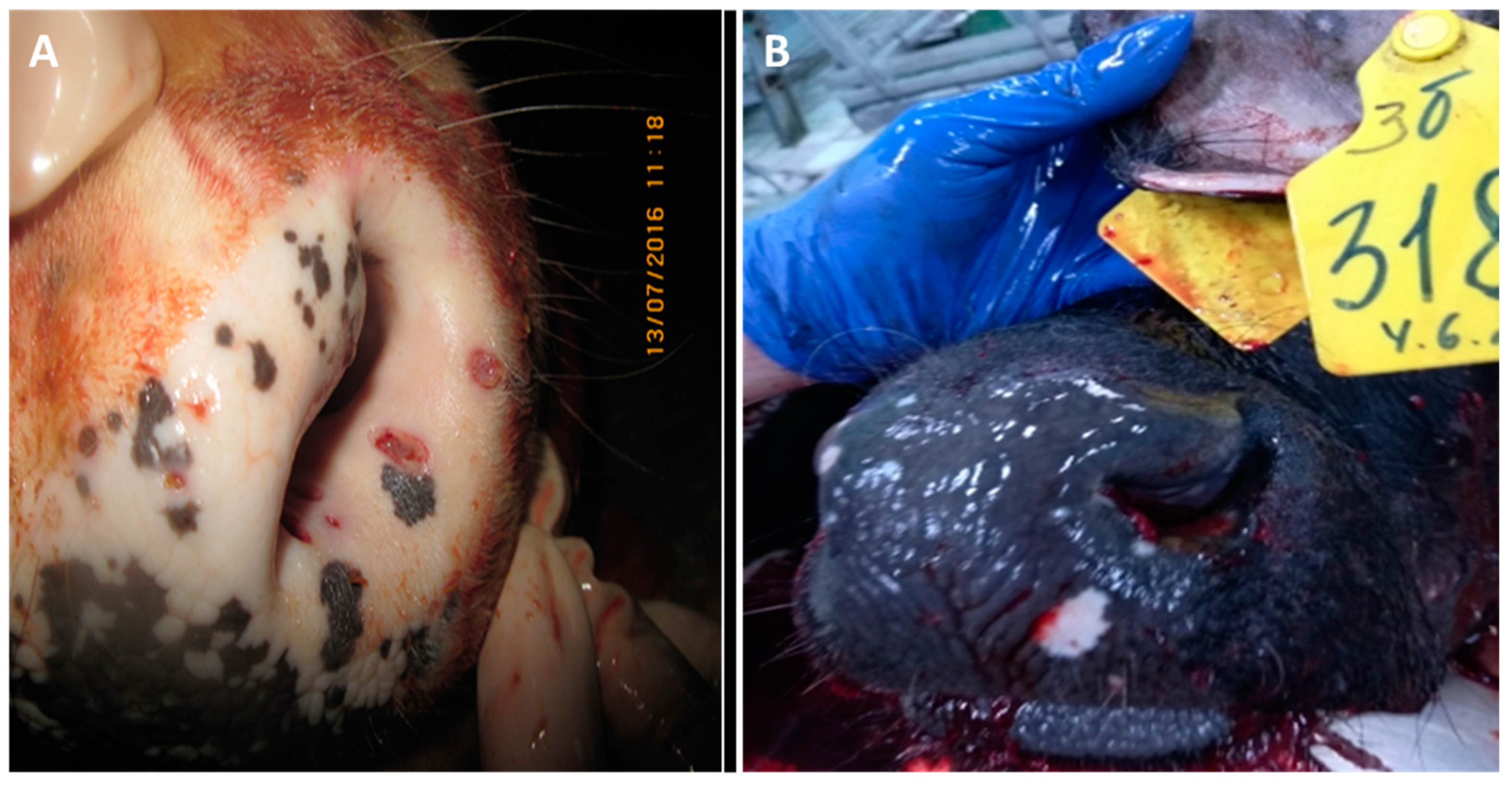 Viruses 15 01883 g004