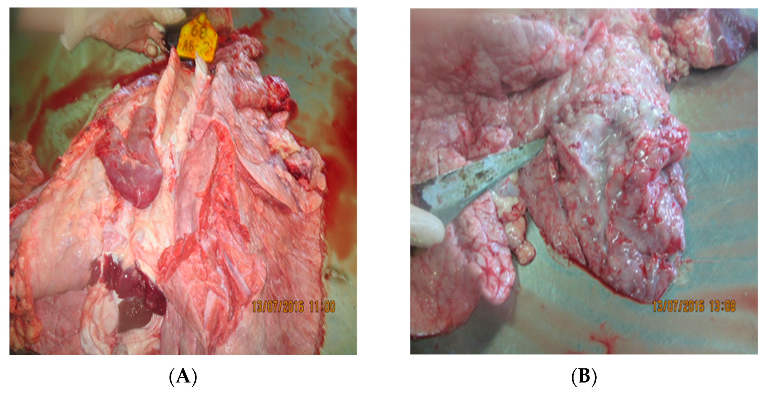 Viruses 15 01883 g006